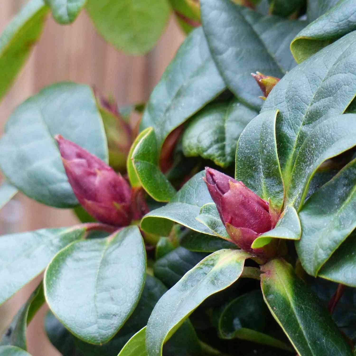 Wild-Rhododendron 'Scarlet Wonder' Wild-Rhododendron 'Scarlet Wonder'