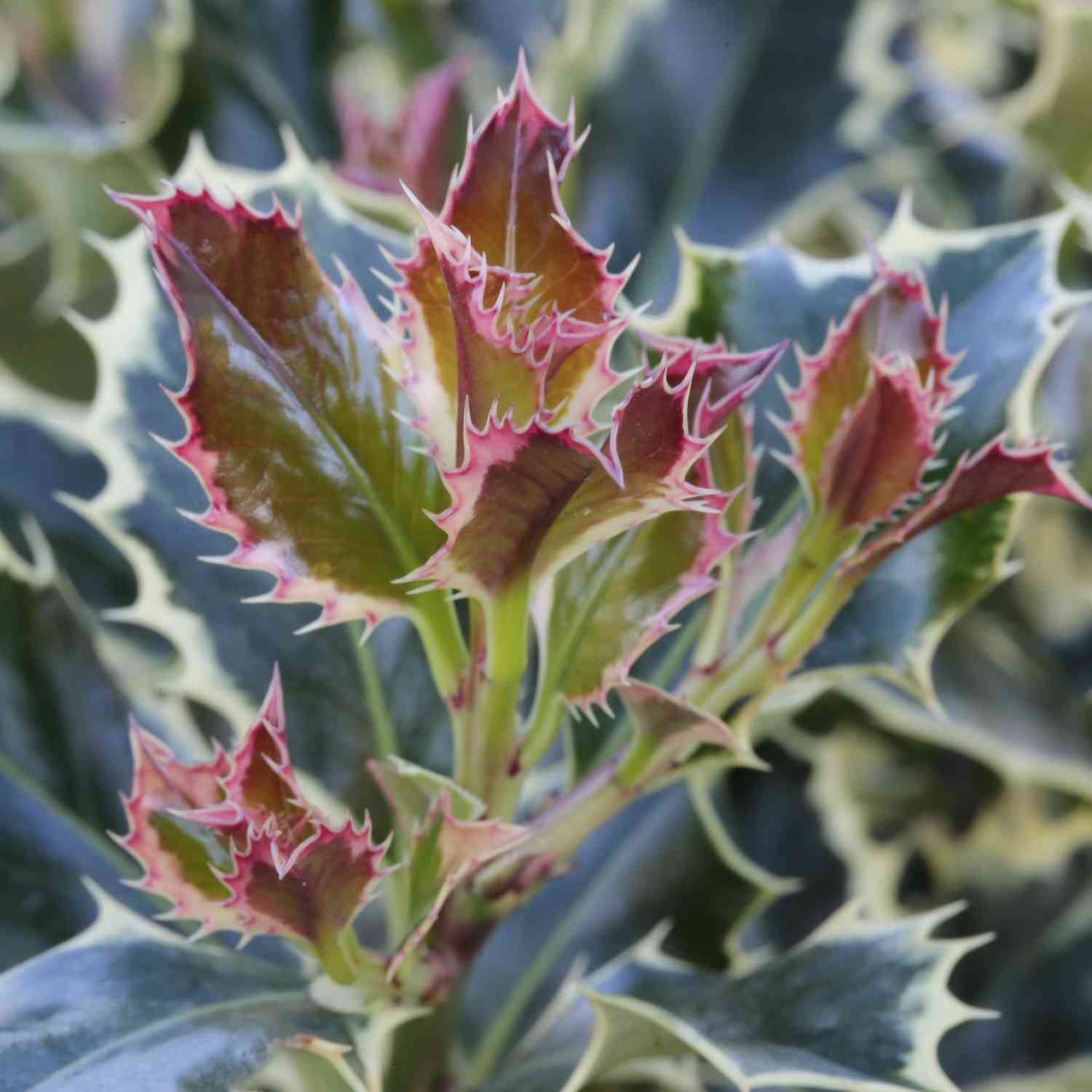 Weißbunte Stechpalme 'Argentea Marginata'