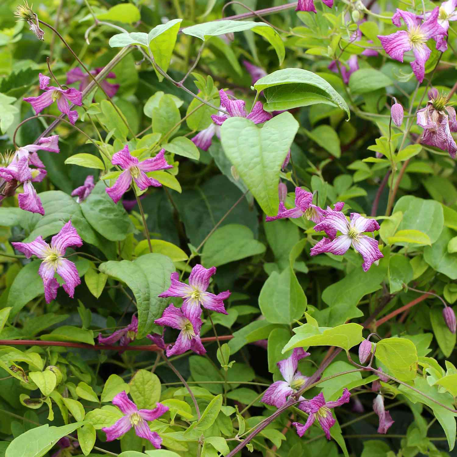 Clematis 'Minuet'