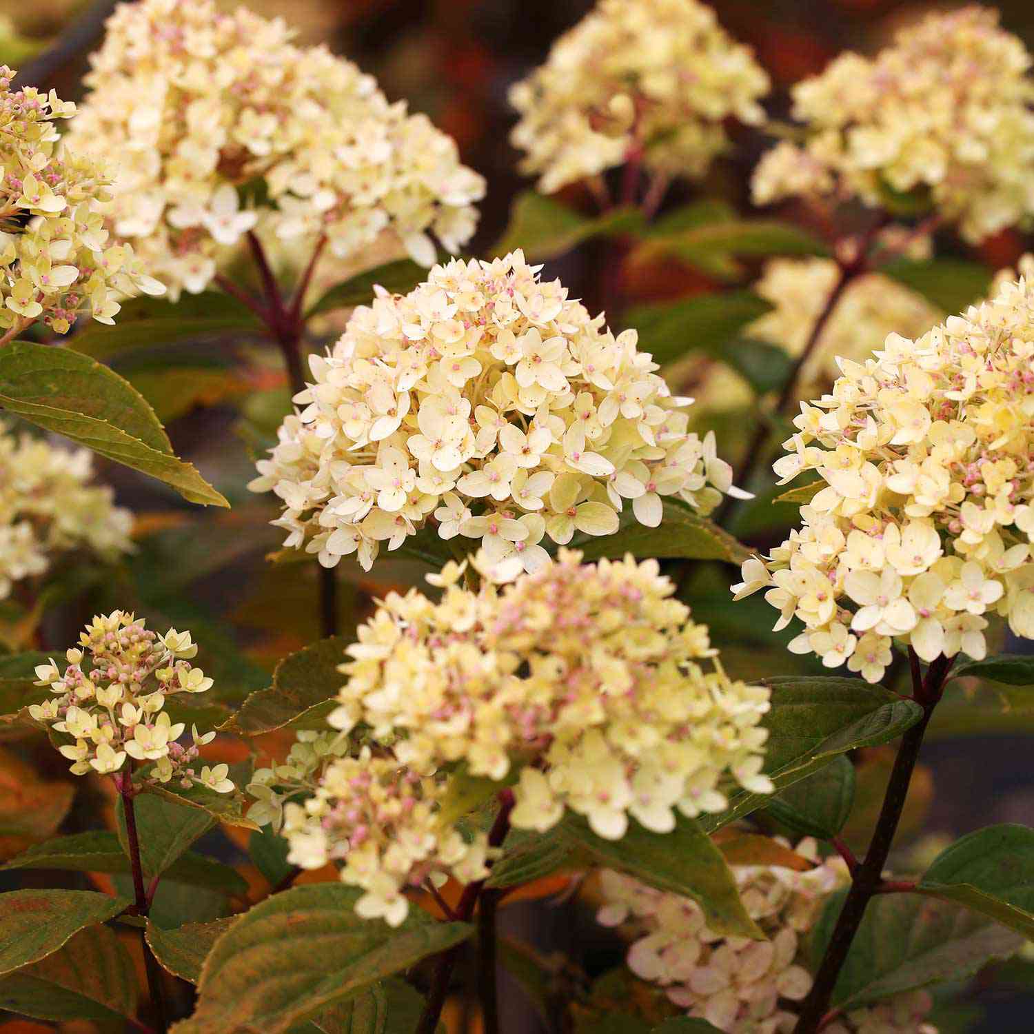 Zwerg-Rispenhortensie 'Little Lime'®