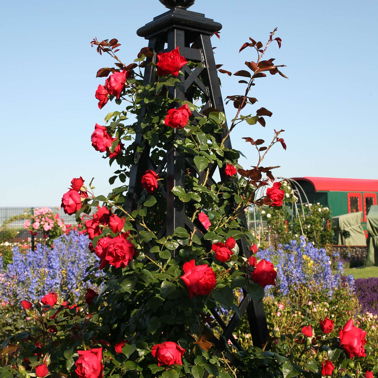 Kletterrose 'Florentina ®' Wurzelnackte Pflanze, 2 - 3 Triebe Liefergröße: A-Qualität, mindestens 3 starke Triebe