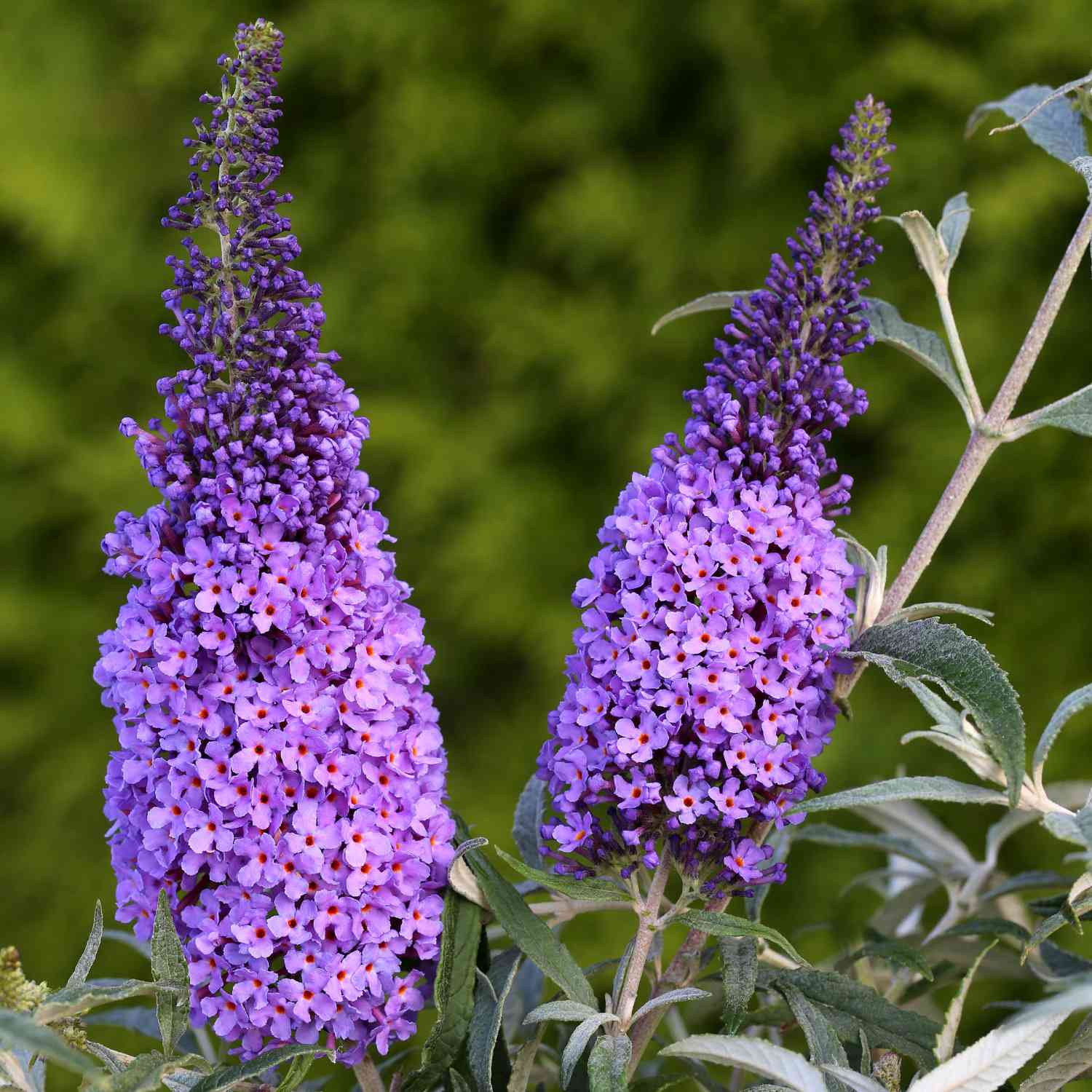 Zwerg-Schmetterlingsflieder 'BUZZ Sky Blue'