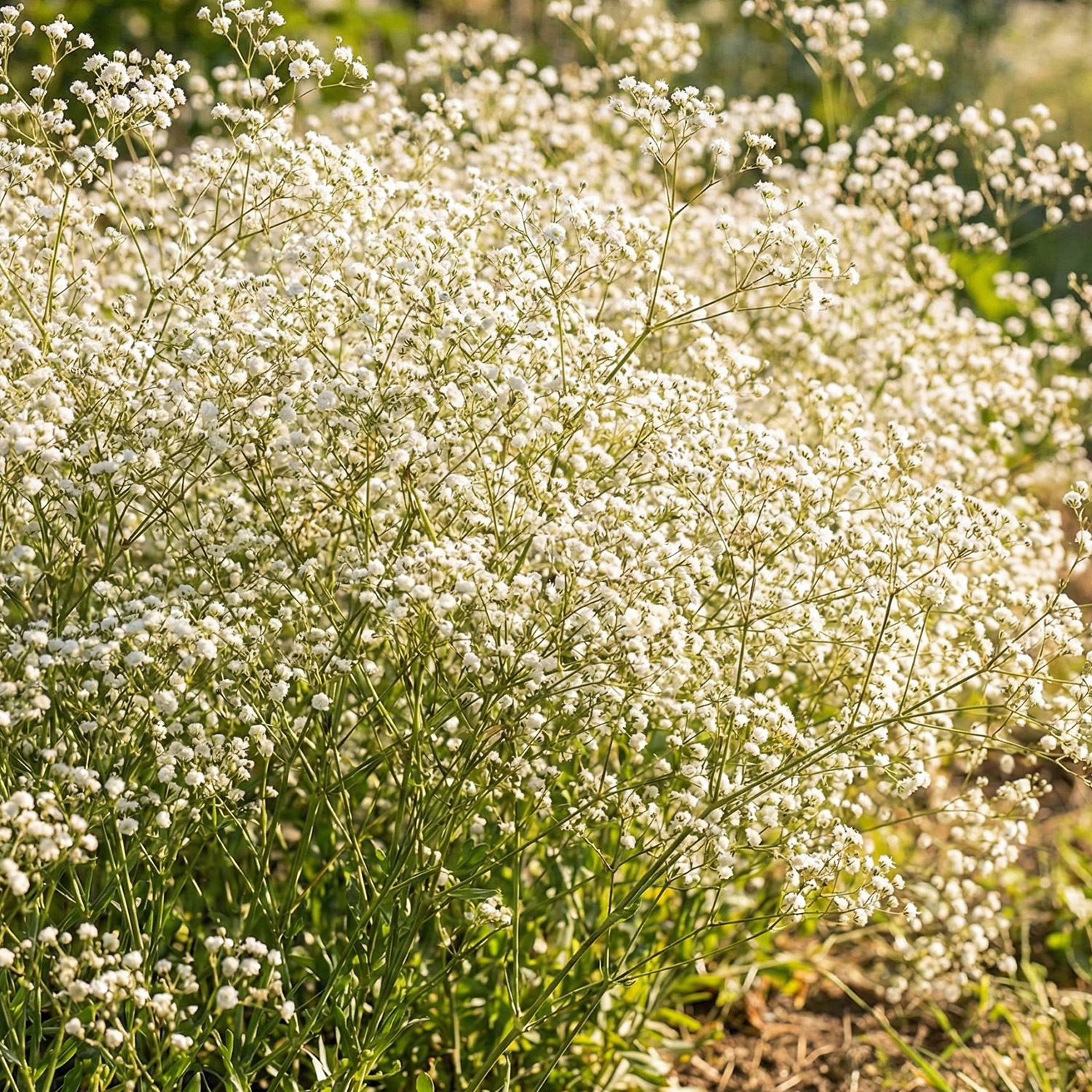 Schleierkraut 'Festival White'
