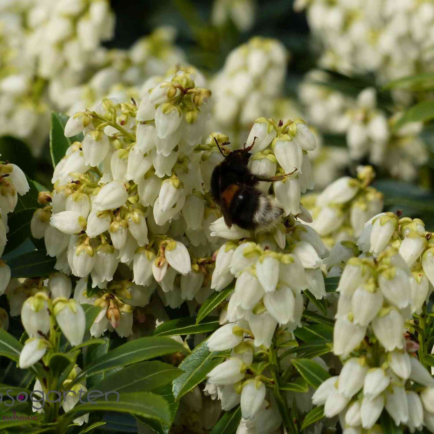 Kategorie <b>Rhododendren, Azaleen und Heide </b> - Lavendelheide / Schattenglöckchen 'Debutante' Container, 30 - 40 cm Liefergröße: 30 - 40 cm - Pieris japonica 'Debutante'