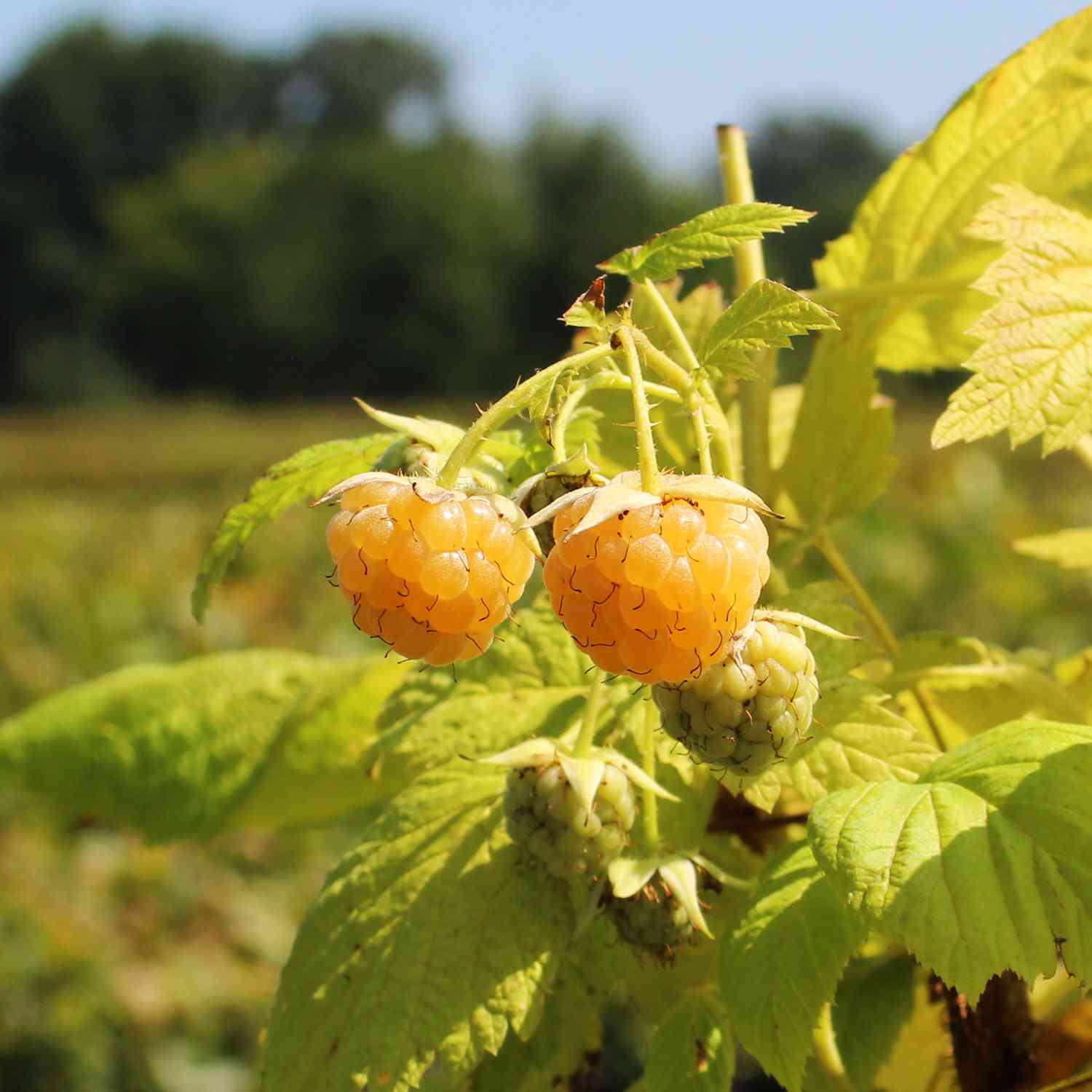 Herbsthimbeere 'Golden Everest' - die Gelbe