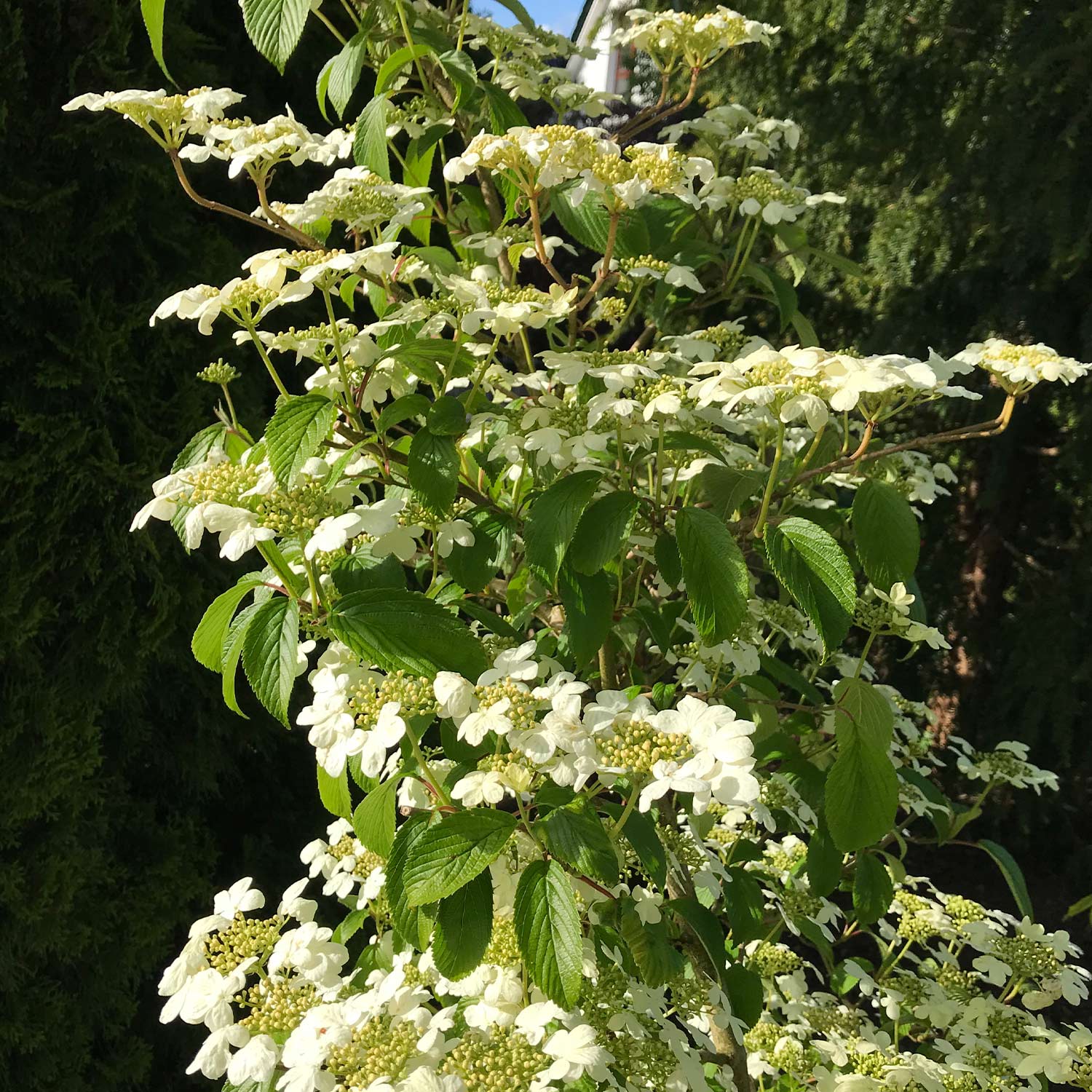 Pyramiden-Schneeball 'Kilimandjaro' Pyramiden-Schneeball 'Kilimandjaro'