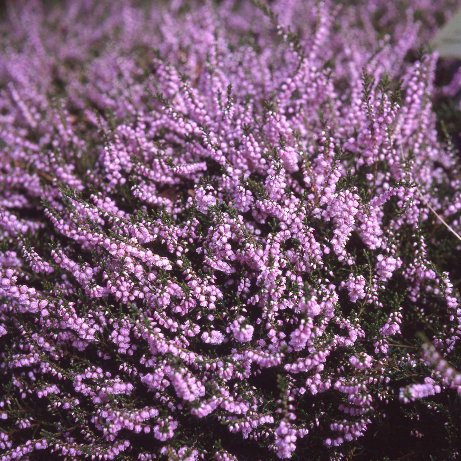 Sommerheide 'County Wicklow' Liefergröße: 10-15 cm