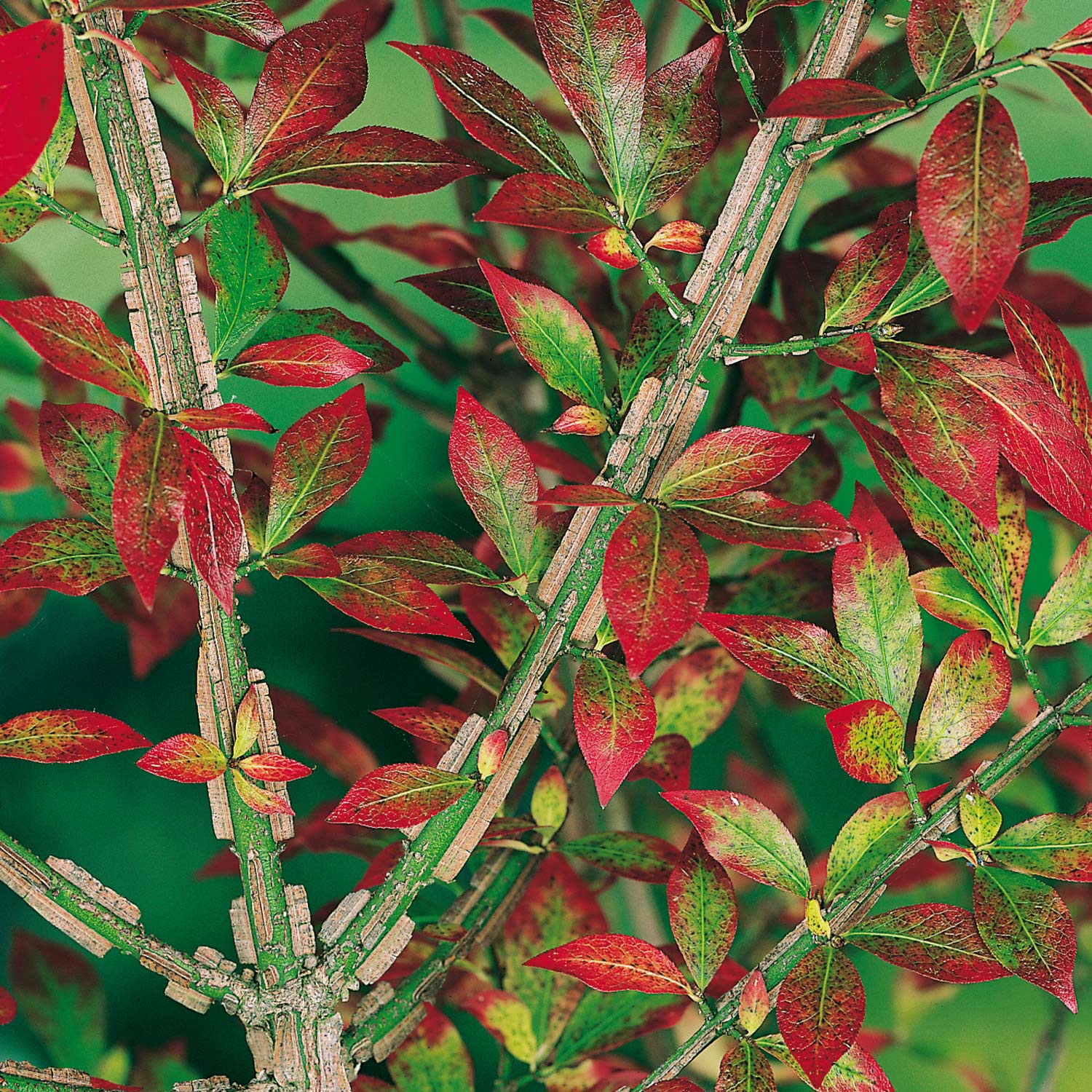 Rhododendren, Azaleen und Heide - Korkspindel / Pfaffenhütchen 5 Liter Container, 60 - 80 cm Liefergröße: 60 - 80 cm - Euonymus alatus
