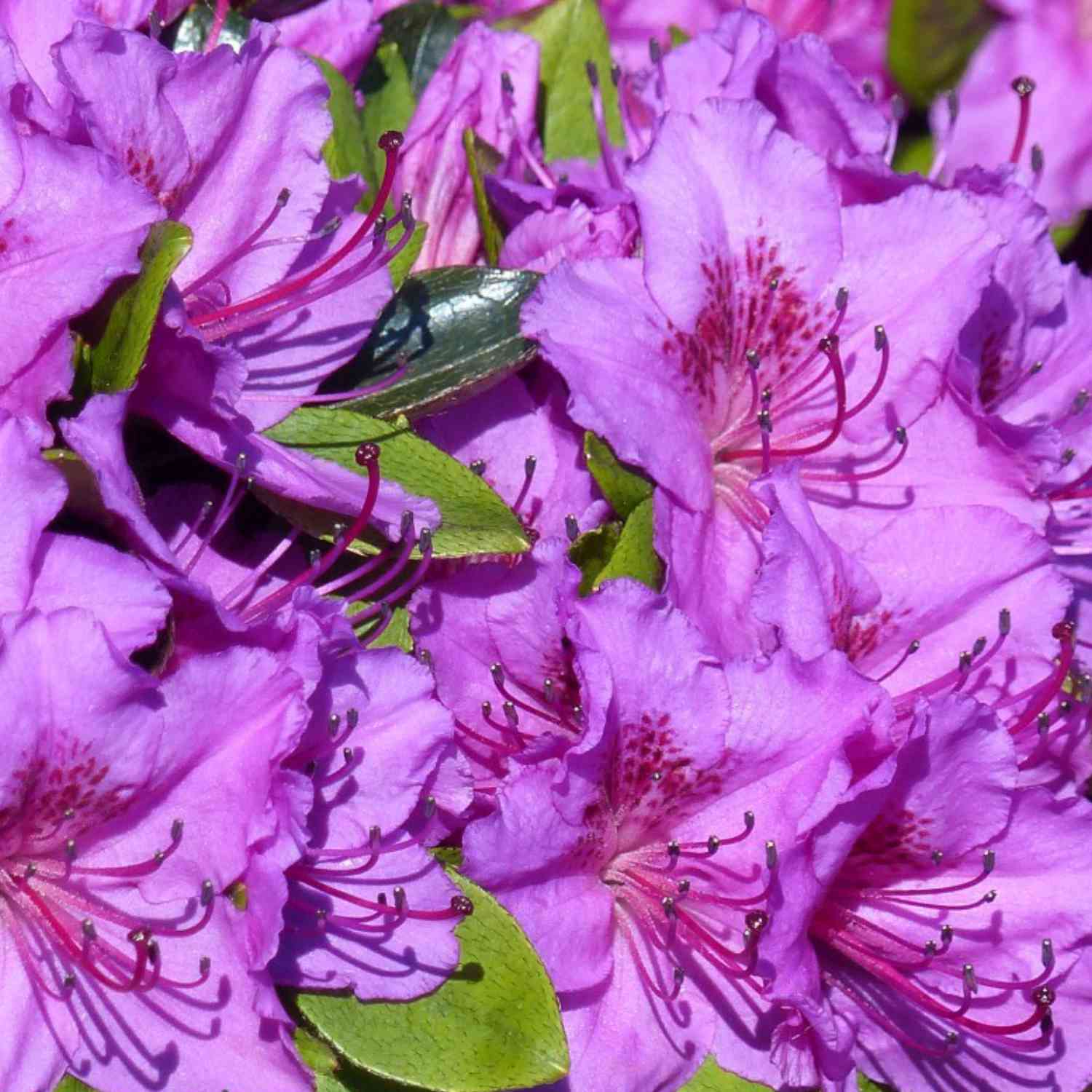 Japanische Azalee 'Königstein' Japanische Azalee 'Königstein'