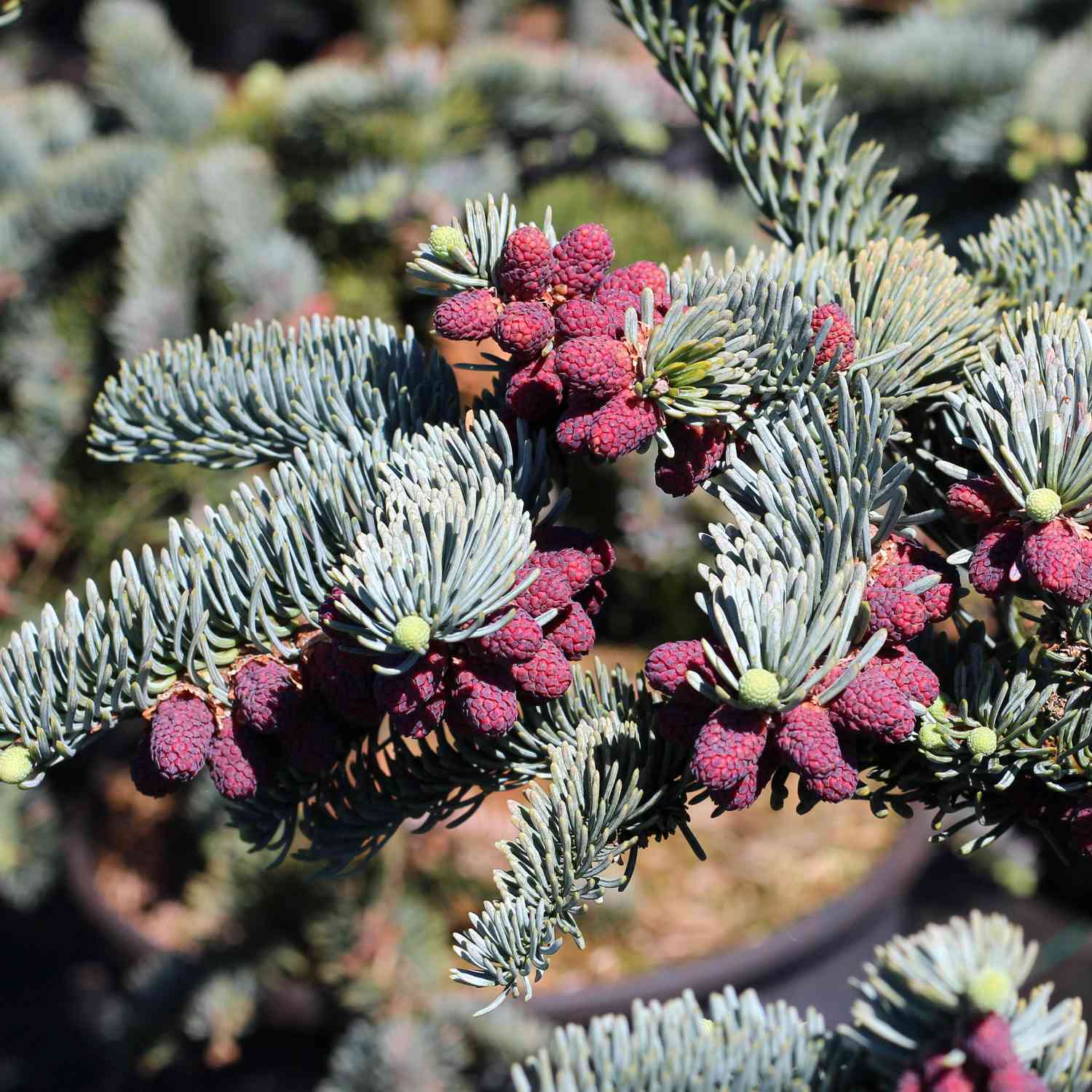 Blaue Edeltanne/Silbertanne 'Glauca'