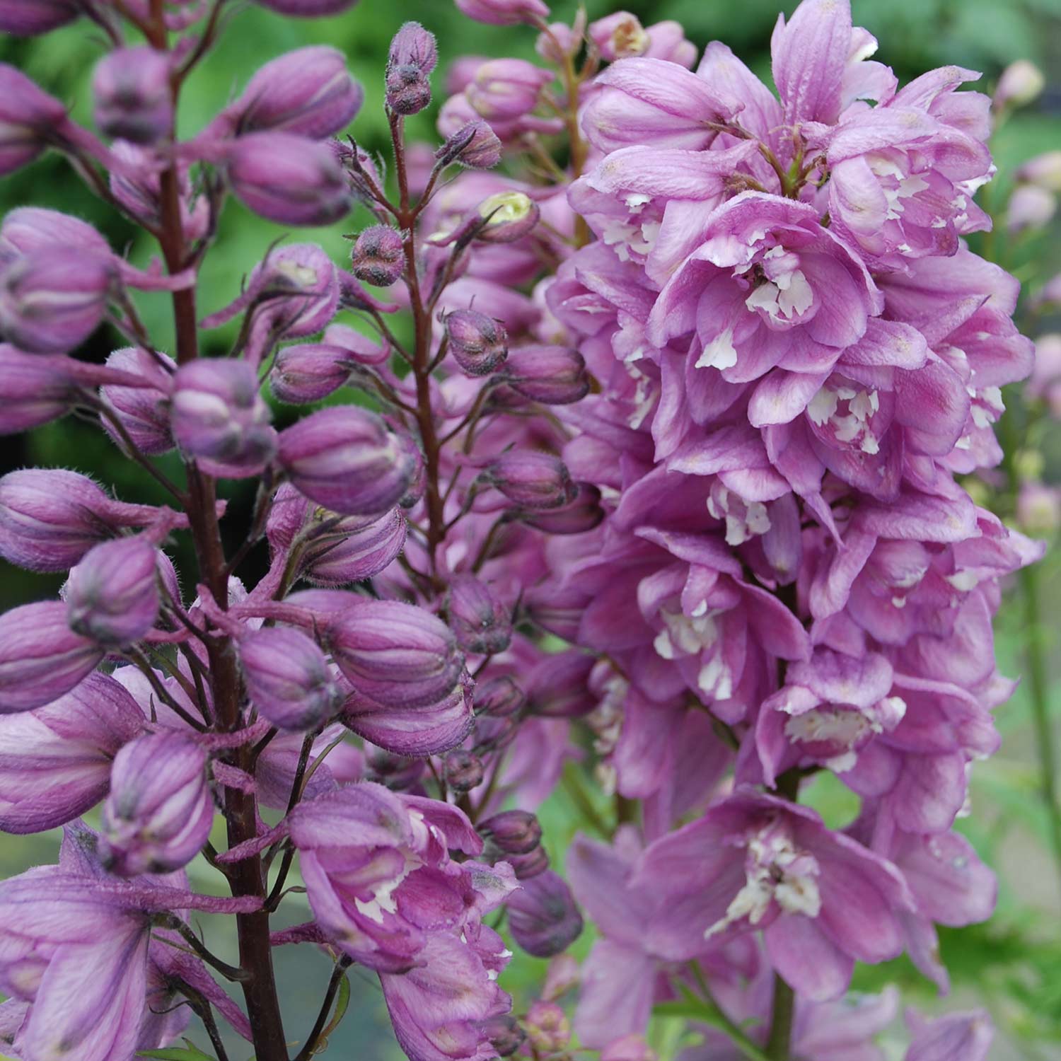 Kategorie <b>Stauden </b> - Rittersporn 'Magic Fountain rosa' 9 cm-Topf Lieferform: Im 9 cm Topf - Delphinium cultorum 'Magic Fountain rosa'