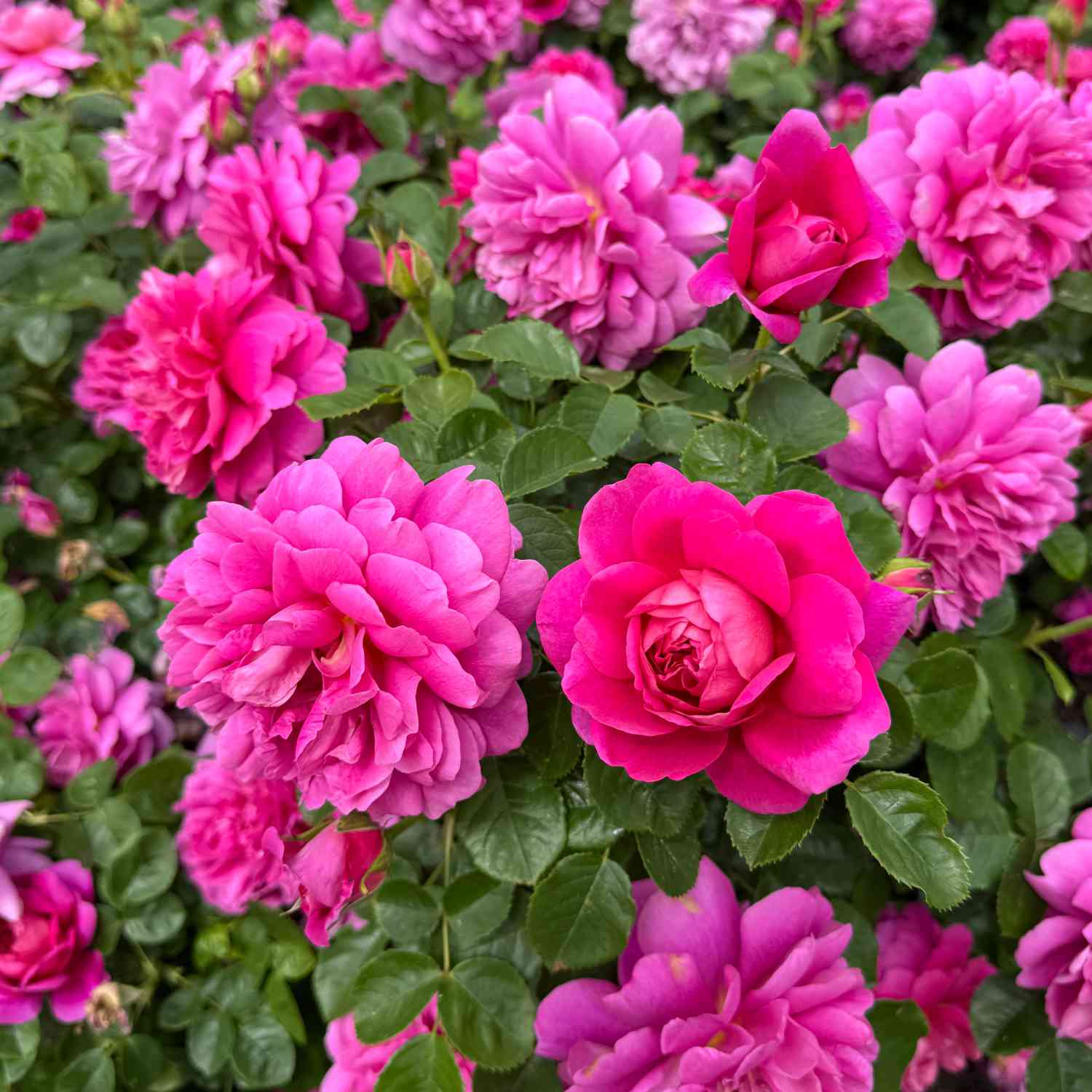 David Austin Rose 'Princess Anne®' - AGM-Rose