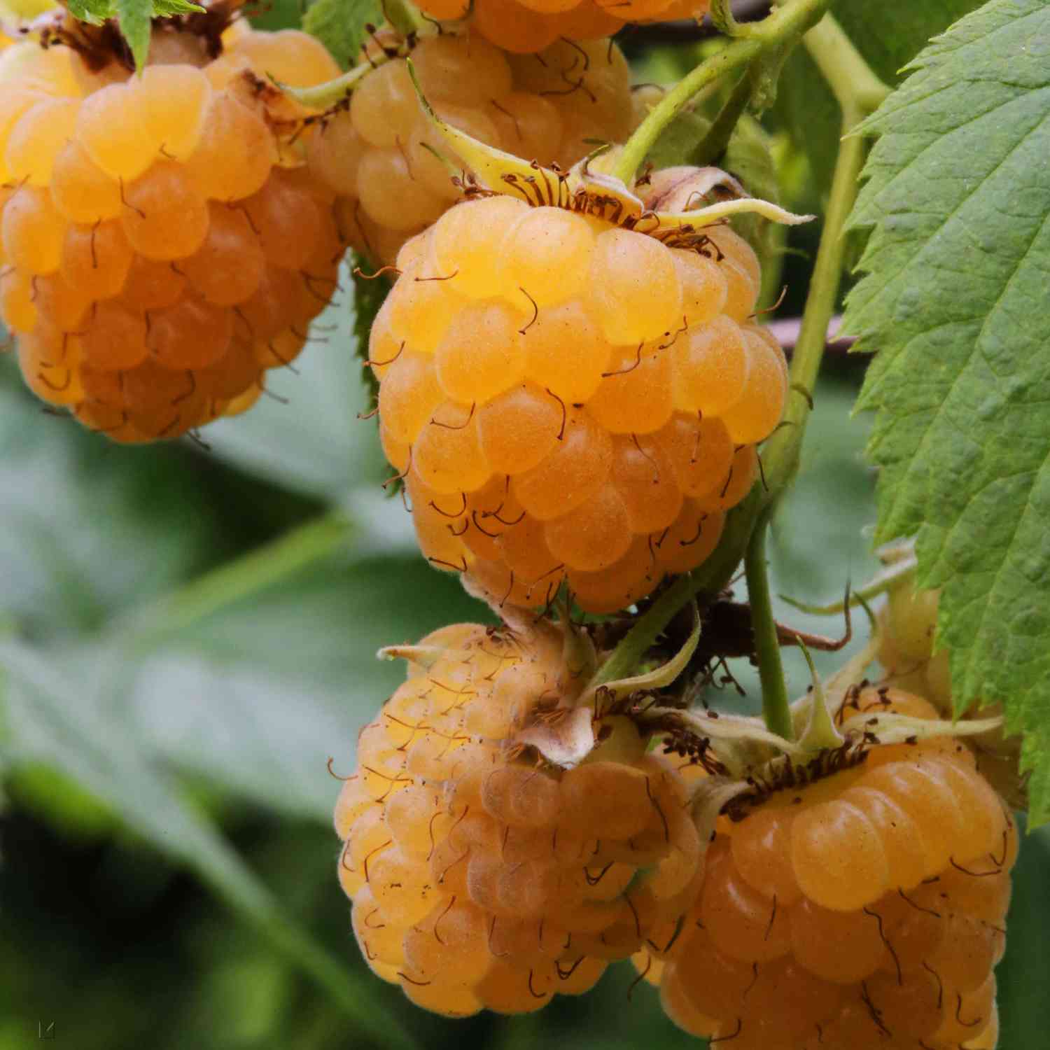 Himbeere 'Golden Bliss®' - die Gelbe