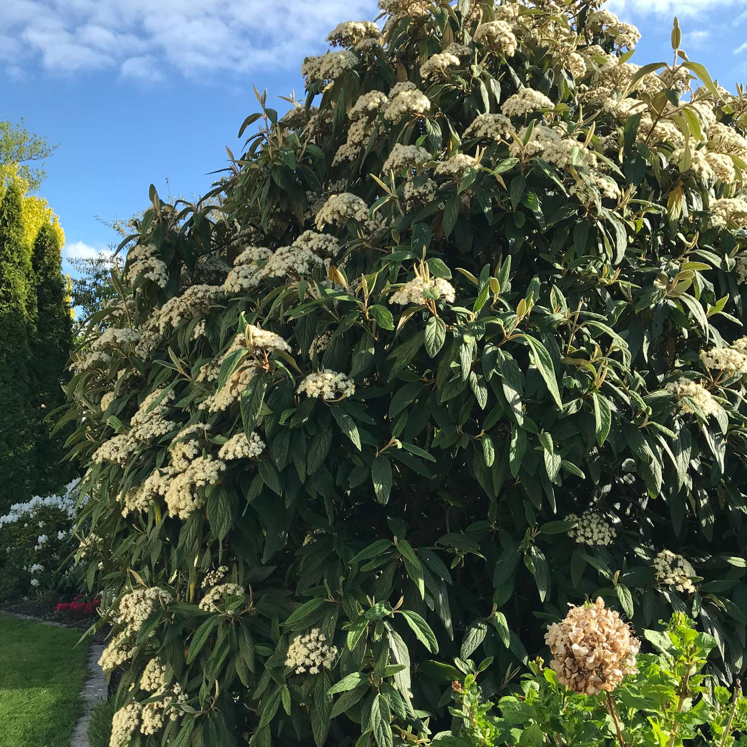  Runzelblättriger Schneeball rhytidophyllum C4 40 - 60 cm Liefergröße: 40 - 60 cm - Viburnum rhytidophyllum