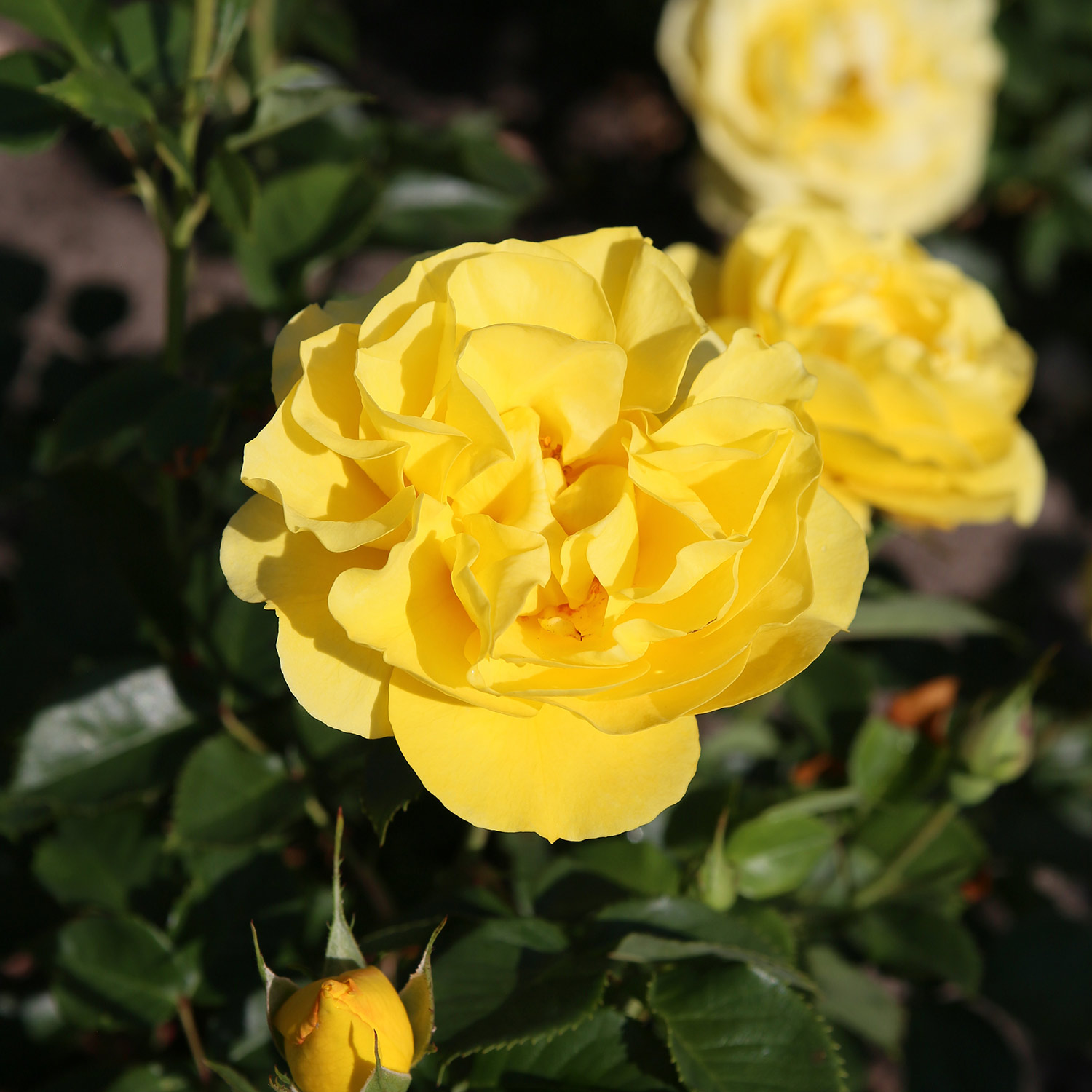 Kategorie <b>Produkt ohne Kategoriezuordnung </b> - Beetrose 'Here Comes the Sun®' Wz Lieferform: wurzelnackte Pflanze in A-Qualität, mindestens 3 Triebe - Rosa 'Here Comes the Sun'