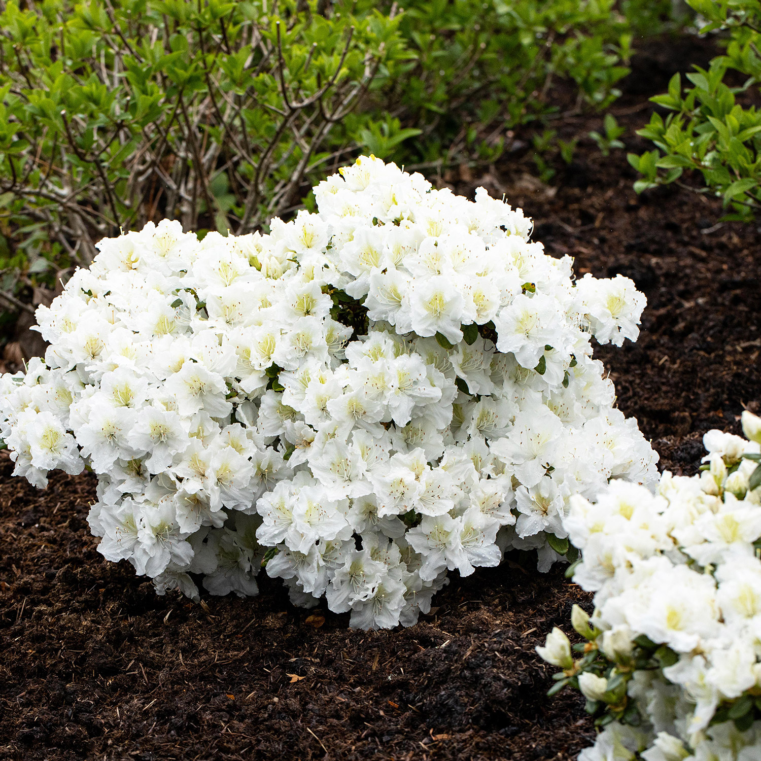 Rhododendron Hybride 'Cunninghams White'