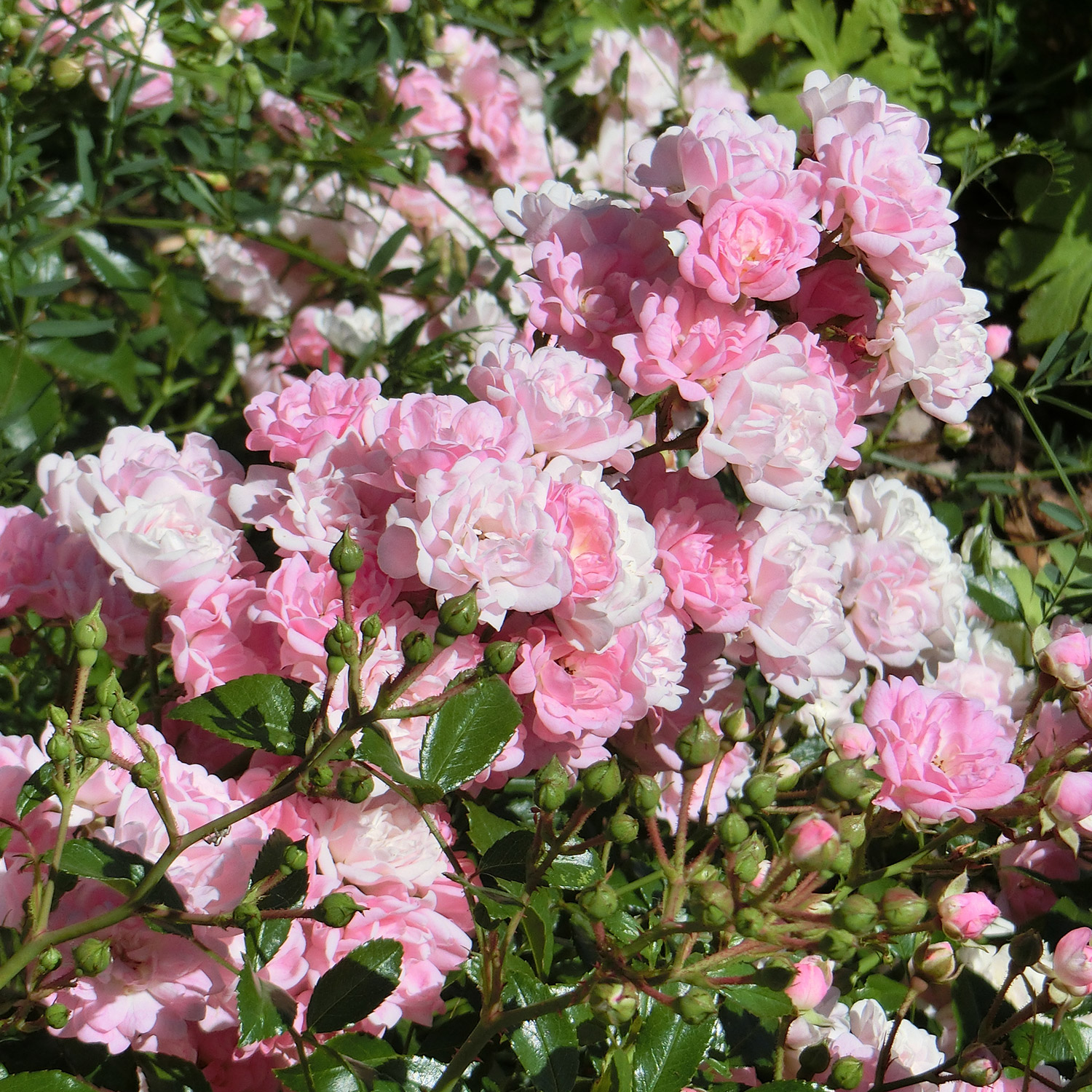 Bodendeckerrose 'The Fairy®'