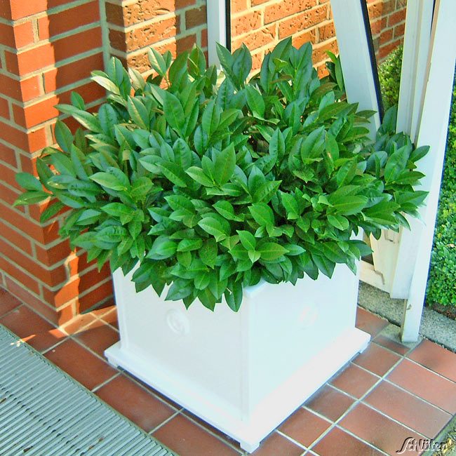 Kirschlorbeer 'Piri' (Zwergform) 20-30 Liefergröße: 20 - 30 cm