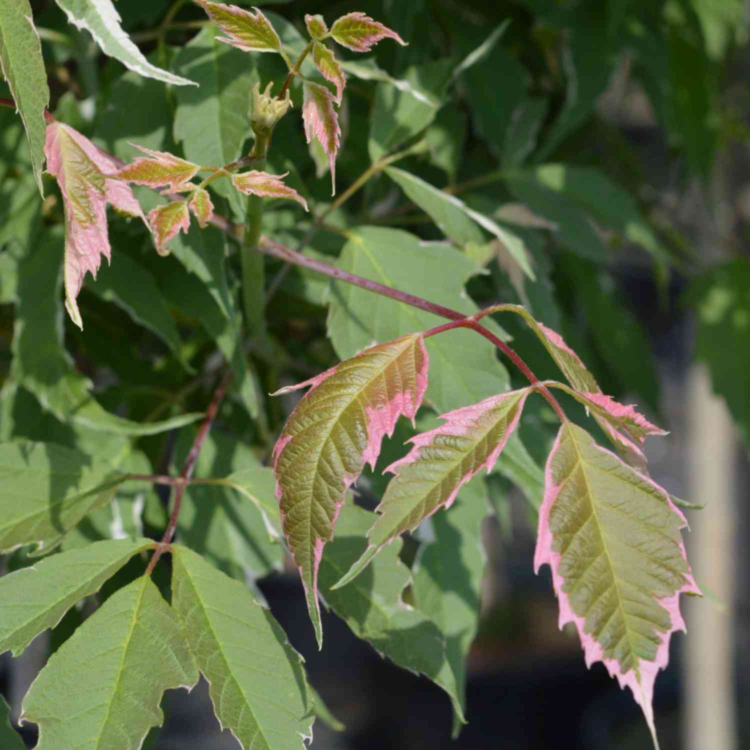 Eschenahorn 'Flamingo' Eschenahorn 'Flamingo'