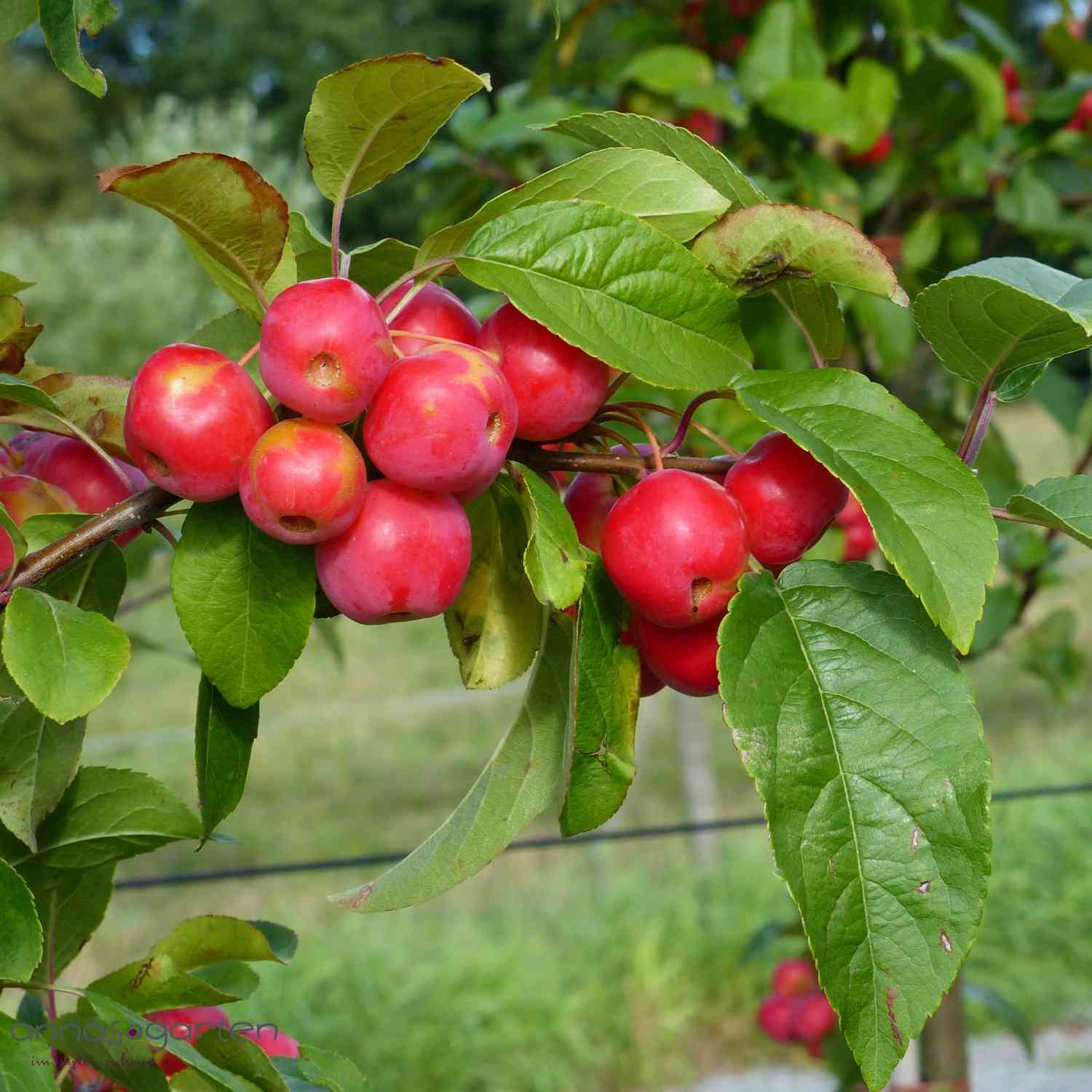 Zierapfel 'Red Sentinel'