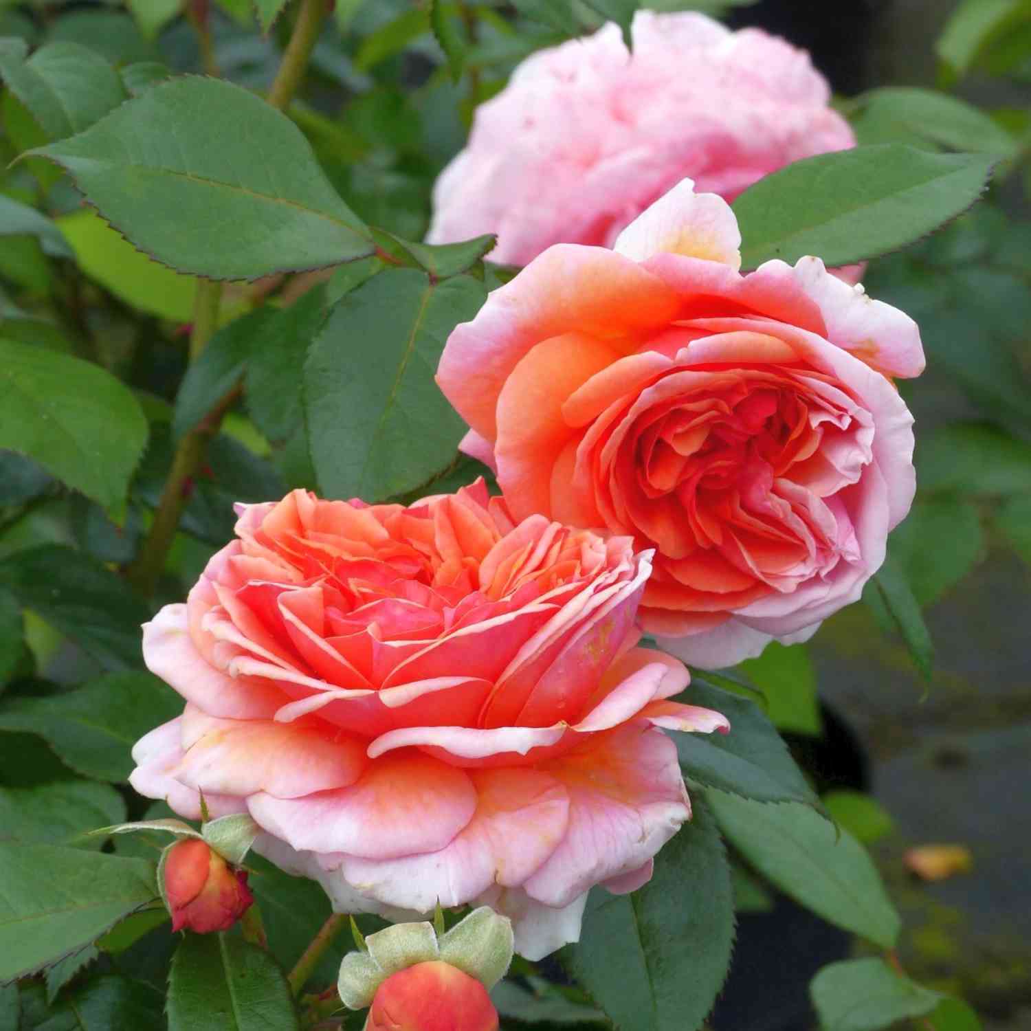 Nostalgische Strauchrose 'Chippendale®'