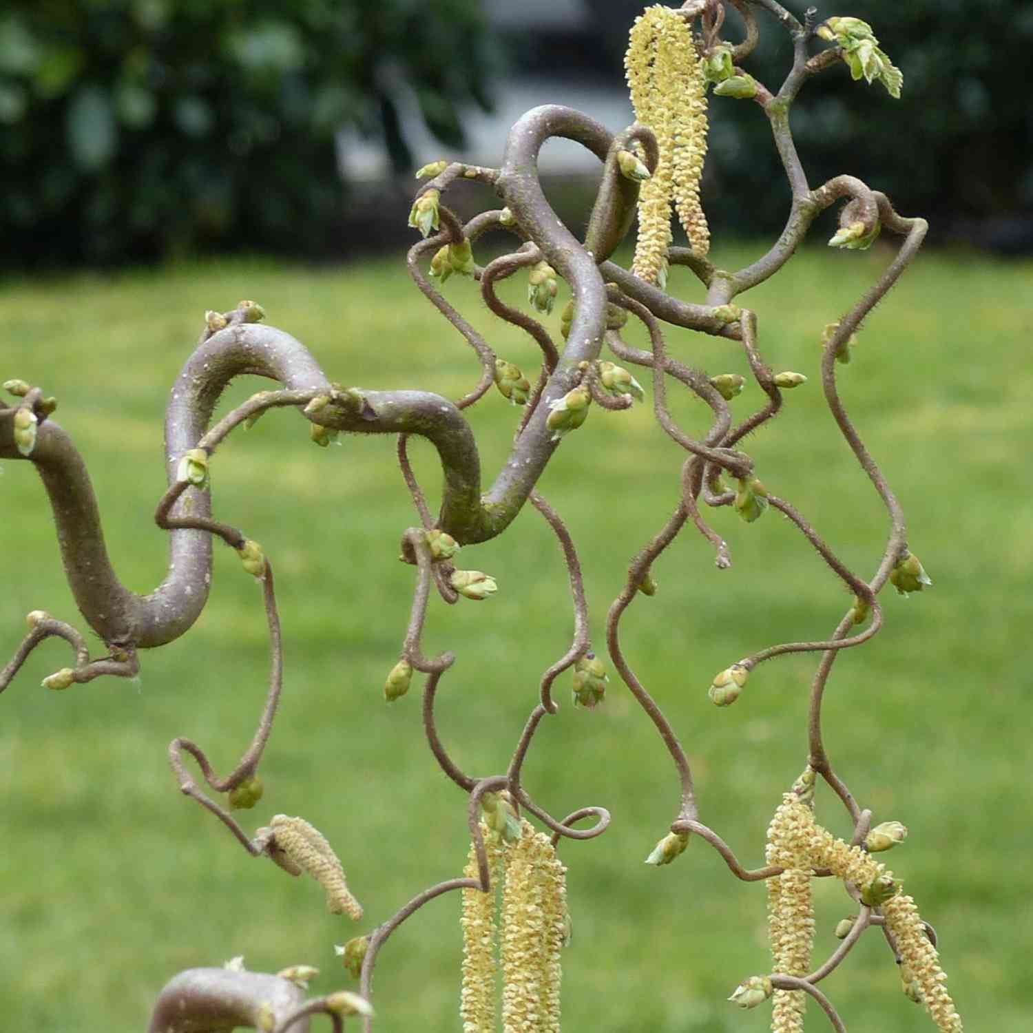 Korkenzieher-Hasel 'Schlangenast' Kleine Gartenforscher