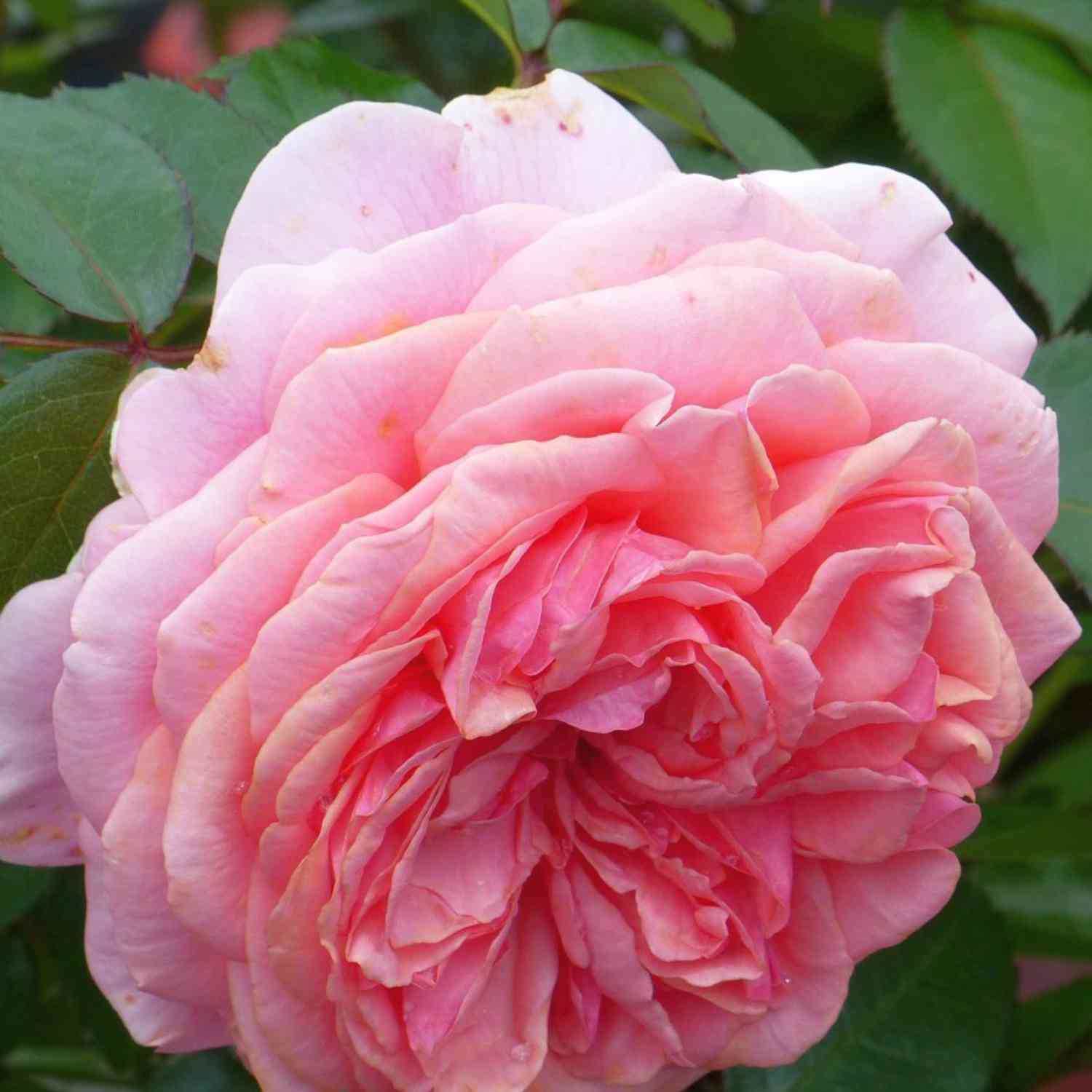 Nostalgische Strauchrose 'Chippendale®'