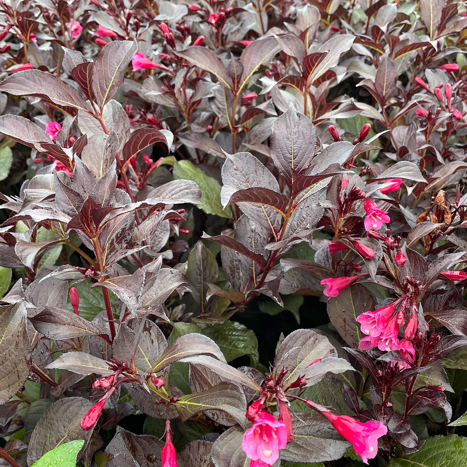 Dunkellaubige Weigelie 'Alexandra'