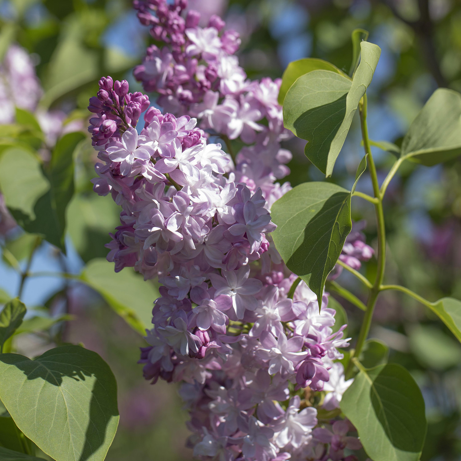 Edelflieder 'Michel Buchner' Syringa vulgaris
