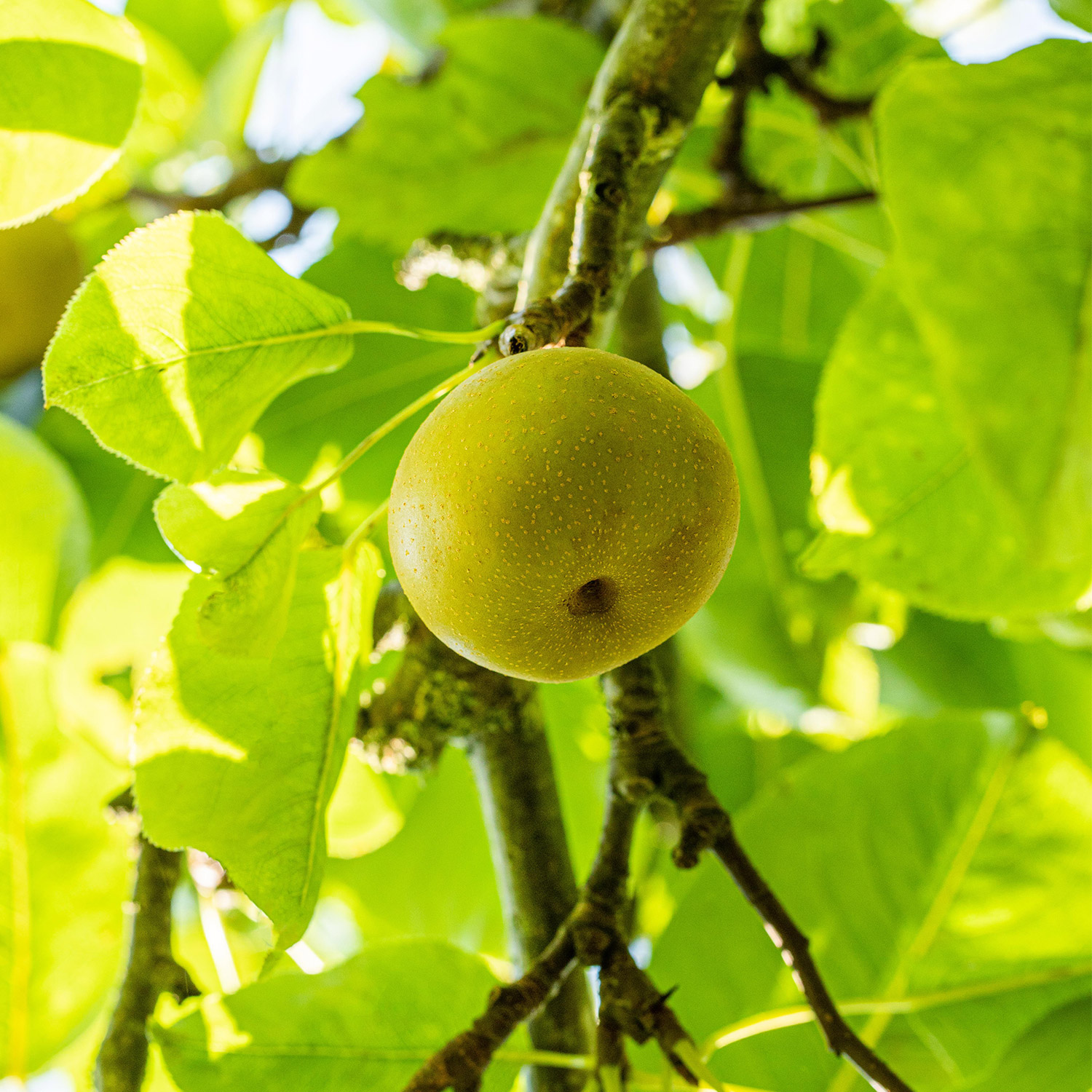 Asiatische Apfelbirne 'Nashi Benita®' Liefergröße: 80 - 100 cm