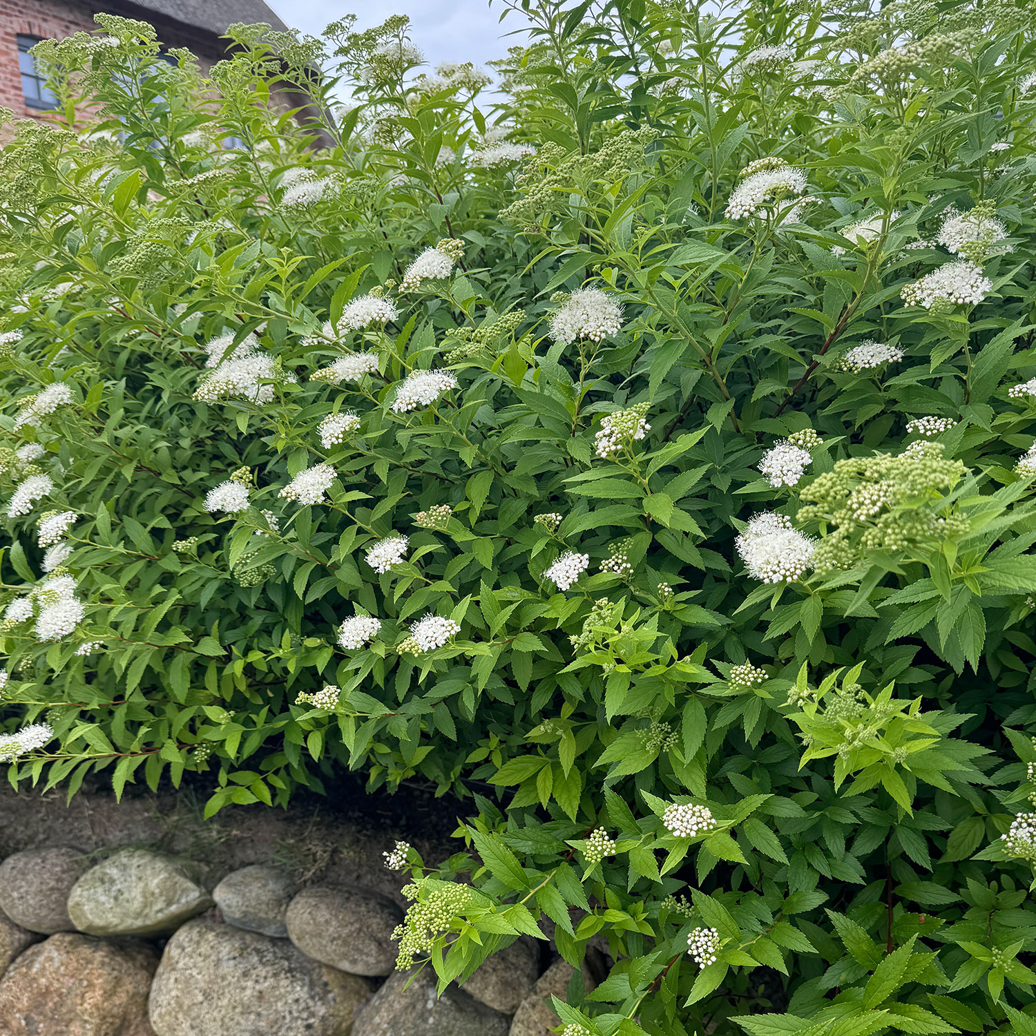 Weiße Zwergspiere 'Albiflora', 2 Liter, 20 - 30 cm Liefergröße: 20 - 30 cm