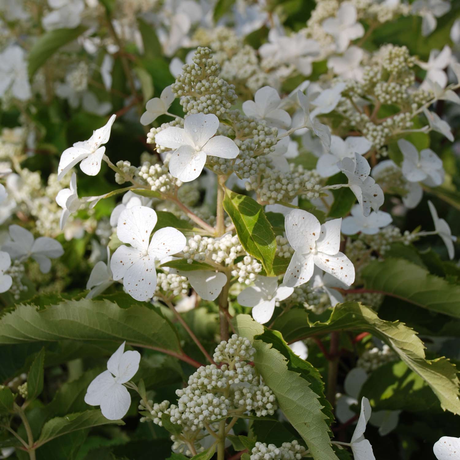Kategorie <b>Blütensträucher und Ziergehölze </b> - Schmetterlingshortensie 'Butterfly'® Liefergröße: 60 - 80 cm - Hydrangea paniculata 'Butterfly'®