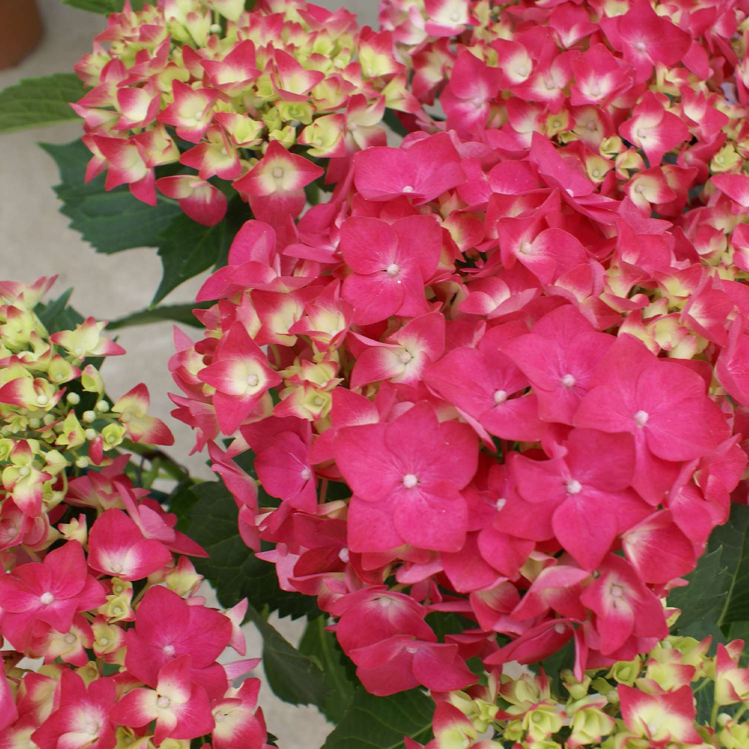 Gartenhortensie 'Leuchtfeuer' 5 Liter Container, 30-40 cm Liefergröße: 30-40 cm