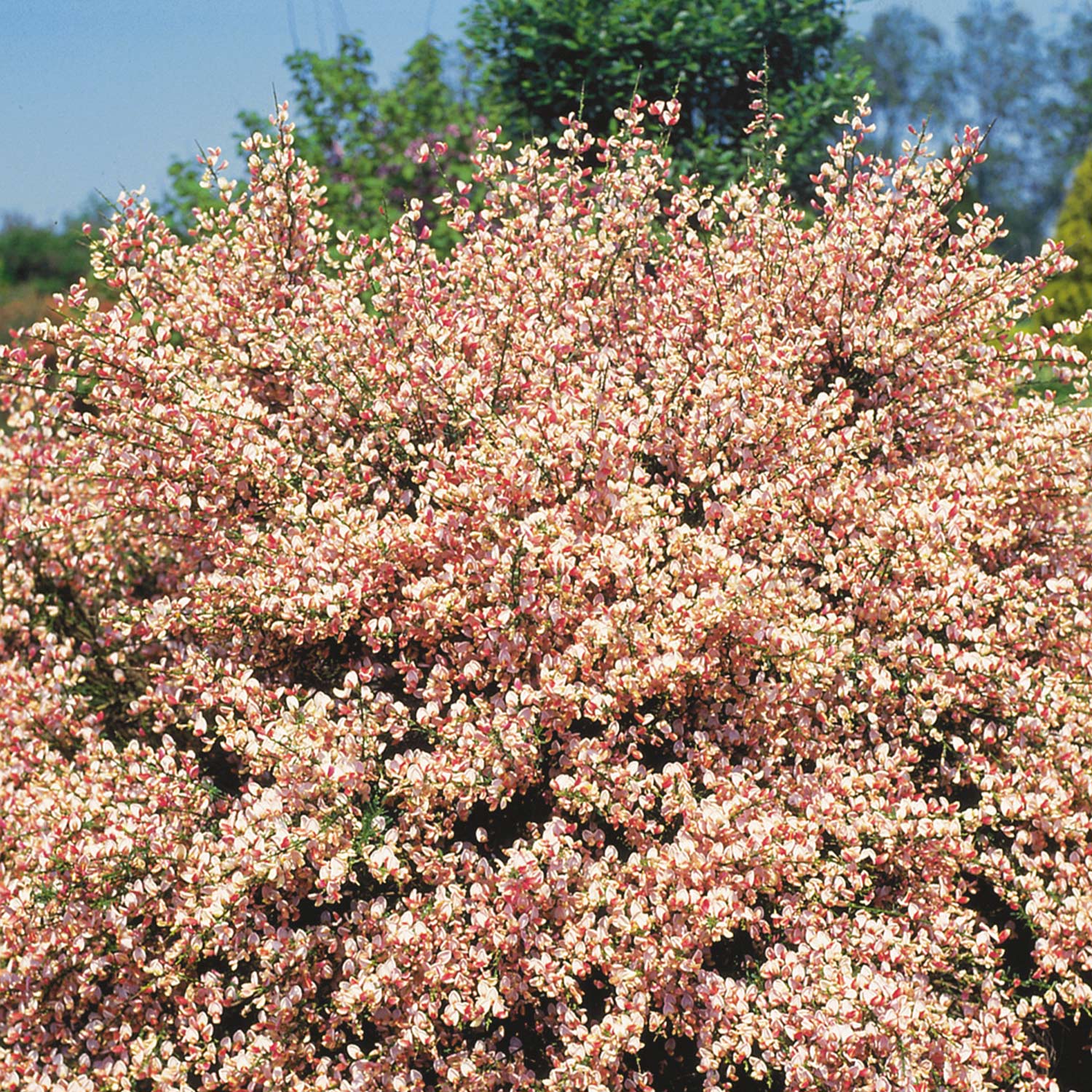Elfenbein-Ginster 'Zeelandia' Liefergröße: 40 - 60 cm