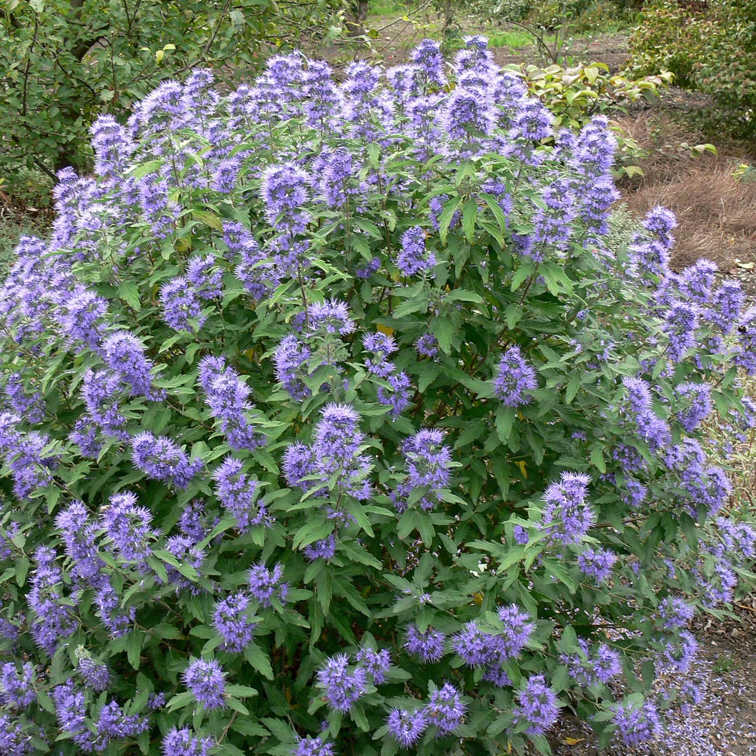 Bartblume 'Blue Balloon' 0,5 Liter 10 - 30 Liefergröße: 10 - 30 cm