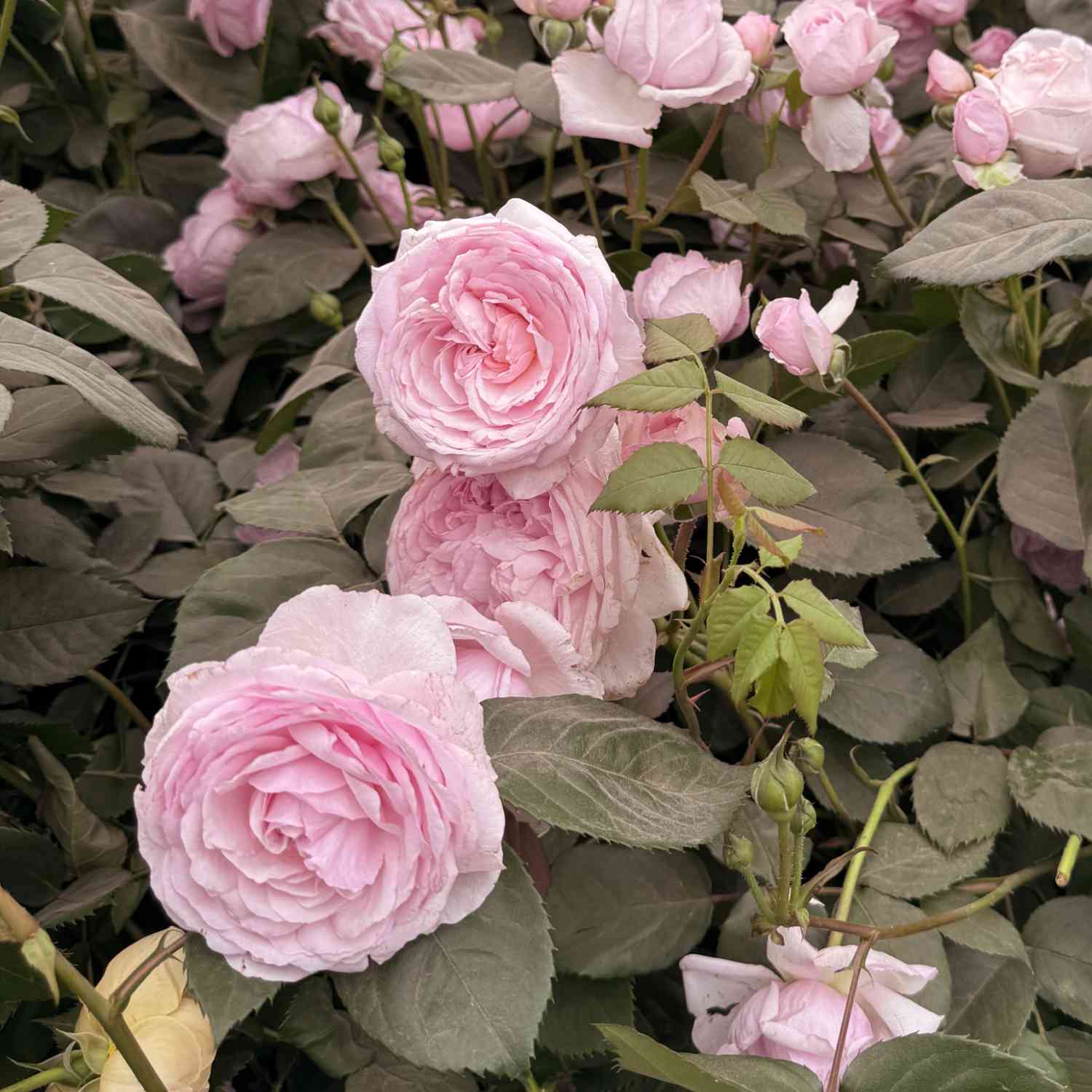 David Austin Rose 'Olivia Rose Austin®'