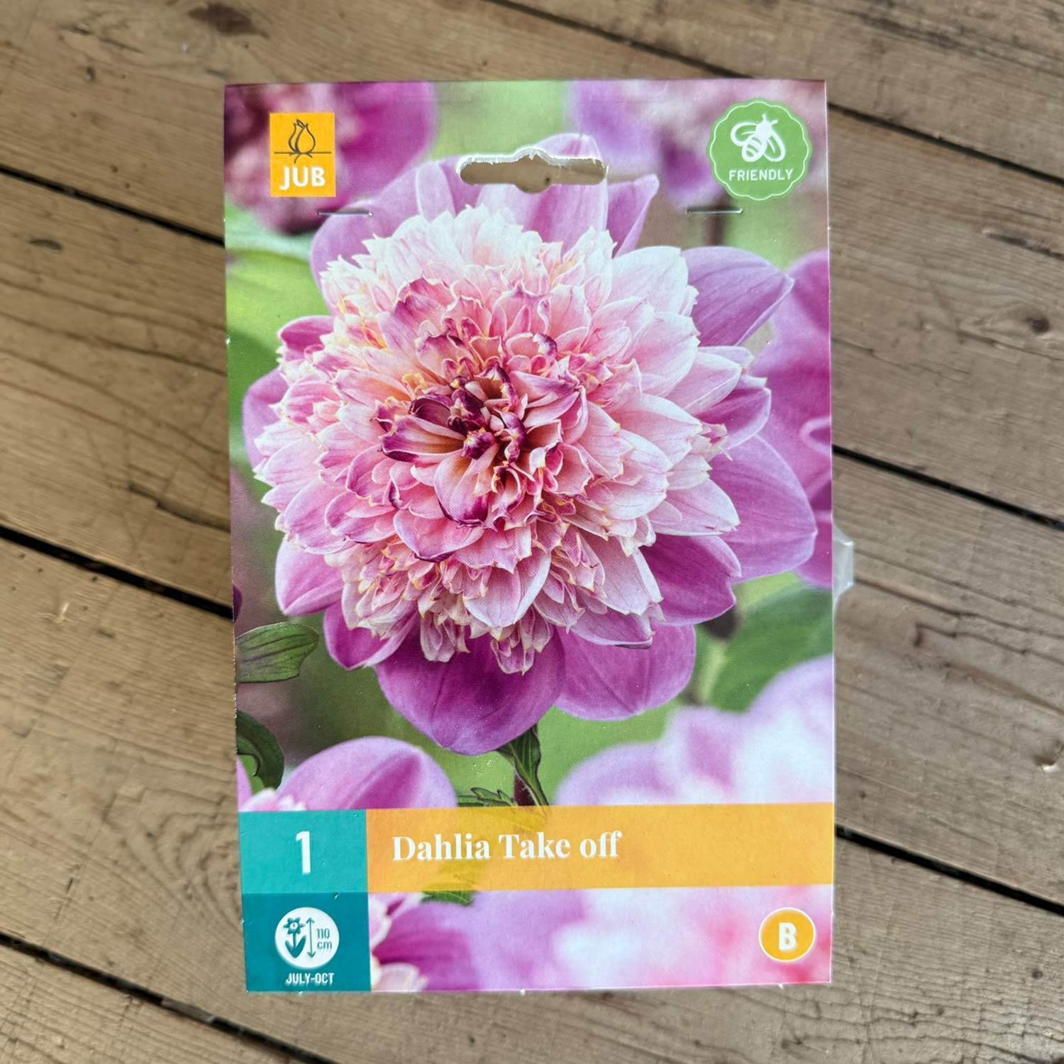 Kategorie <b>Produkt ohne Kategoriezuordnung </b> - Anemonen-Dahlie 'Take Off' Liefergröße: Zwiebelgröße 1 - Dahlia 'Take Off'
