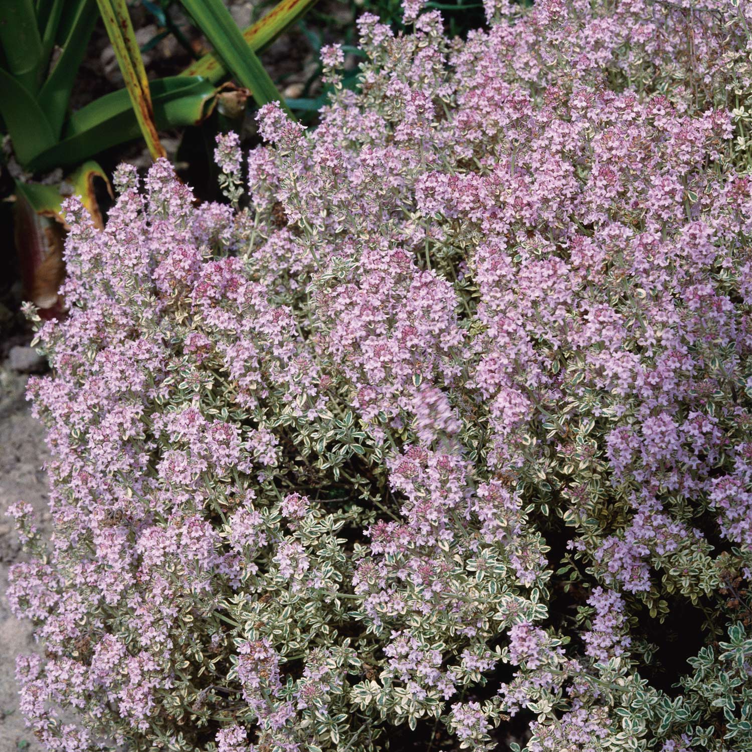 Kleiner Zitronen-Thymian 'Typ Lammefjord' Lieferform: Im 9 cm Topf