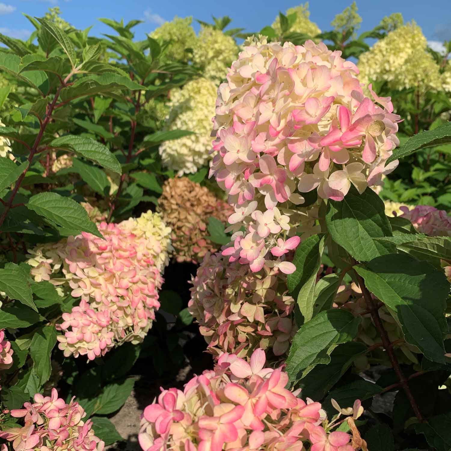 Dauerblühende Rispenhortensie 'Pinkachu®', 5 Liter, 40 - 60 cm Liefergröße: 40 cm - 60 cm