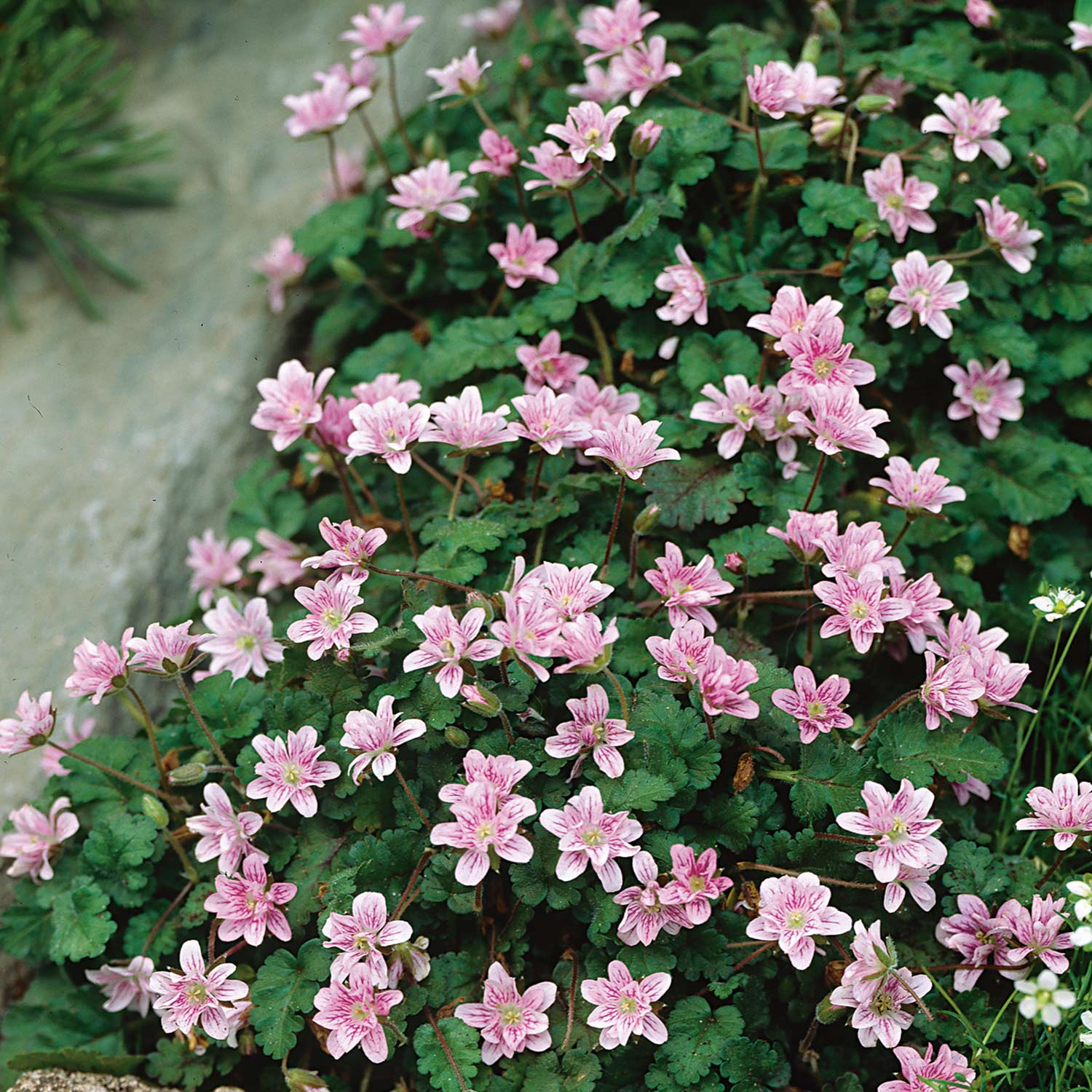 Rosa Reiherschnabel 'Bishop' Lieferform: Im 9 cm Topf
