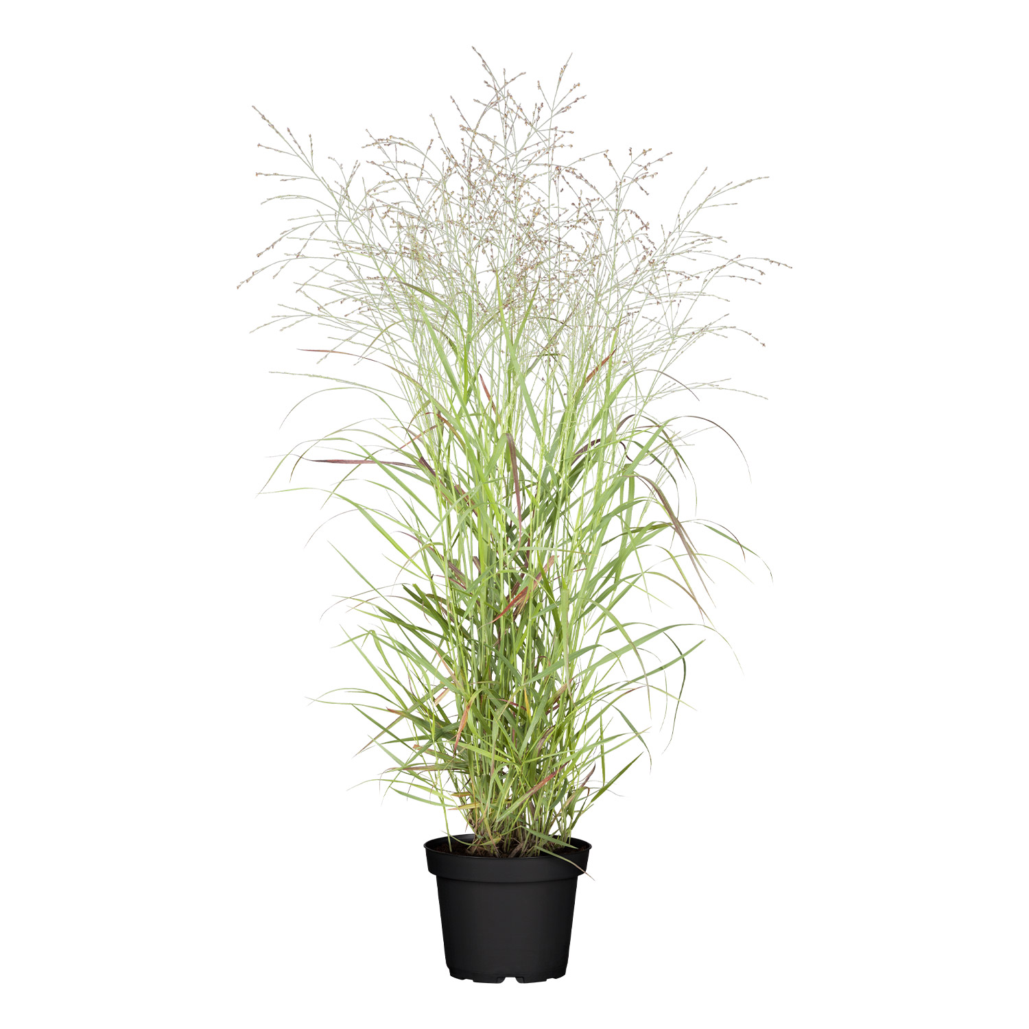 Garten-Ruten-Hirse 'Hänse Herms'