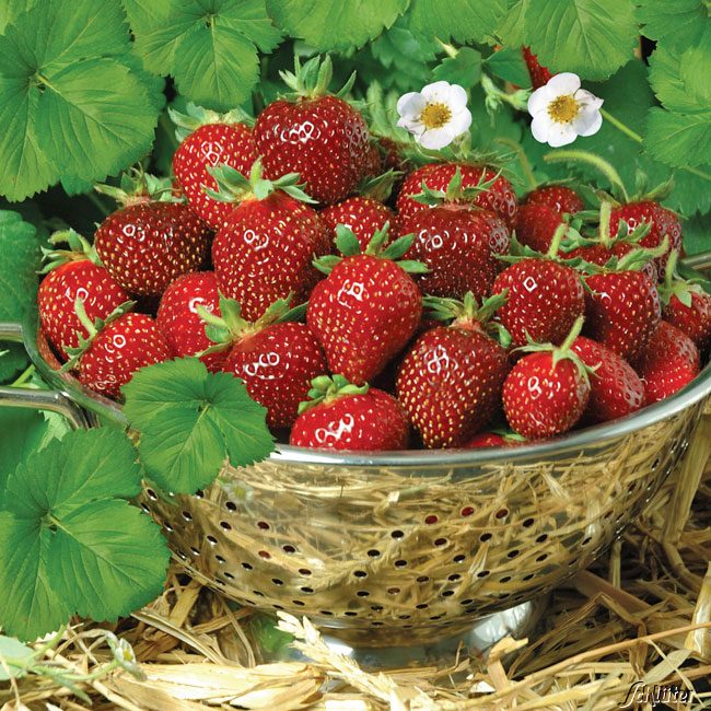 Erdbeere 'HUMMI®-Praline' 7 cm Topf Lieferform: 12 Pflanzen