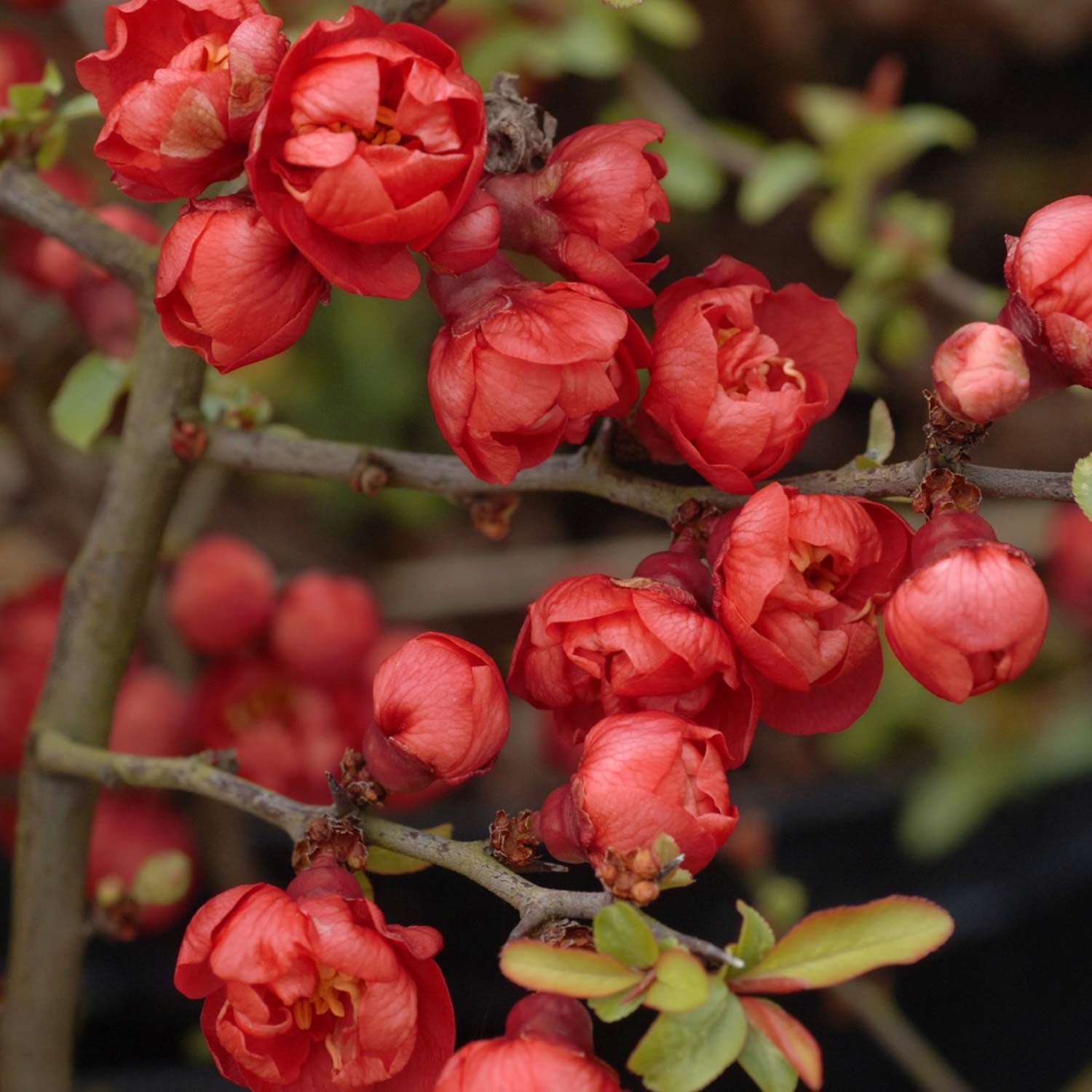 Zwerg-Zierquitte 'Red Joy' Liefergröße: 40 - 60 cm