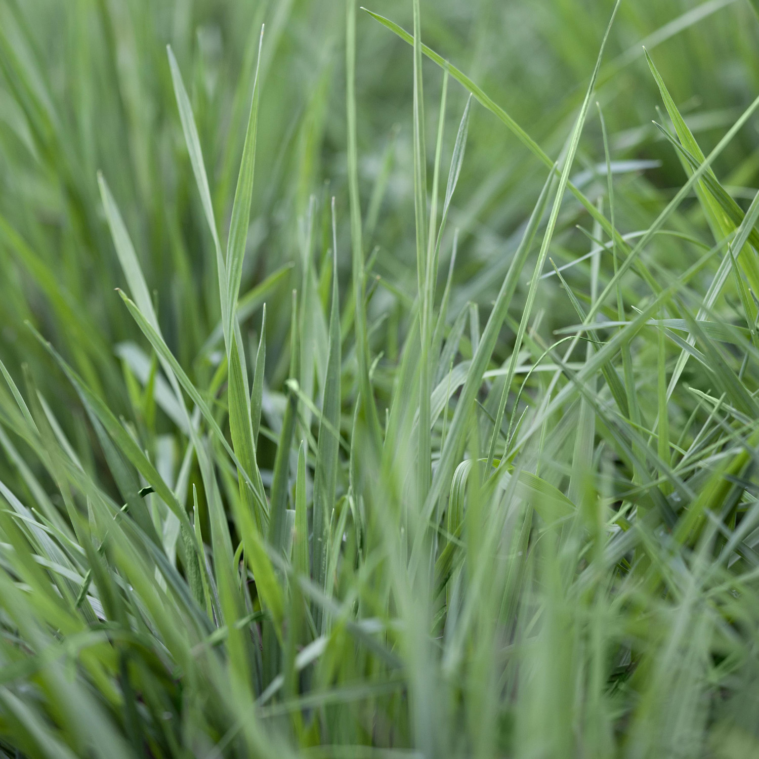Herz-Zittergras Lieferform: Im 9 cm Topf