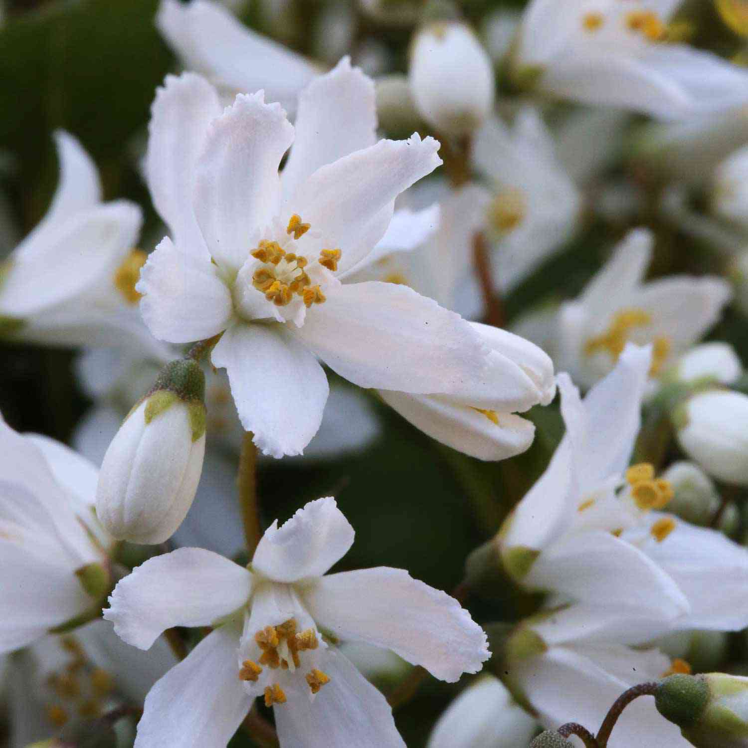 Maiblumenstrauch 'Yuki Snowflake®'
