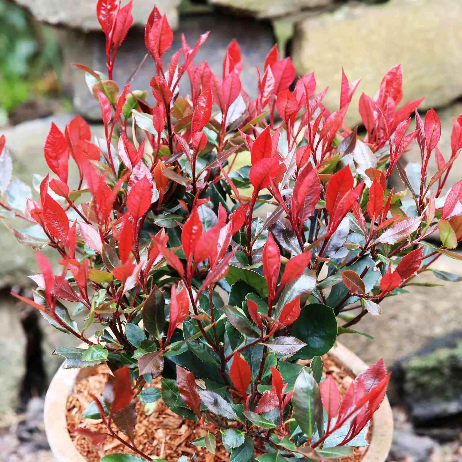 Rote Glanzmispel 'Little Red Robin'