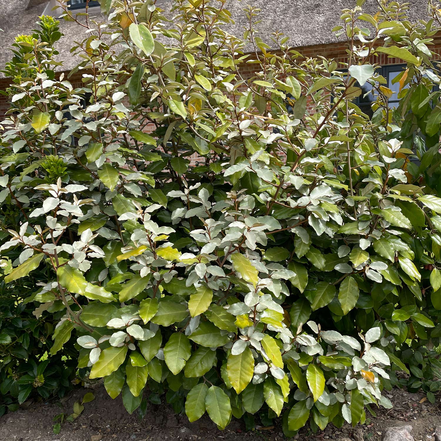 Wintergrüne Ölweide 'Compacta' C20 125 - 150