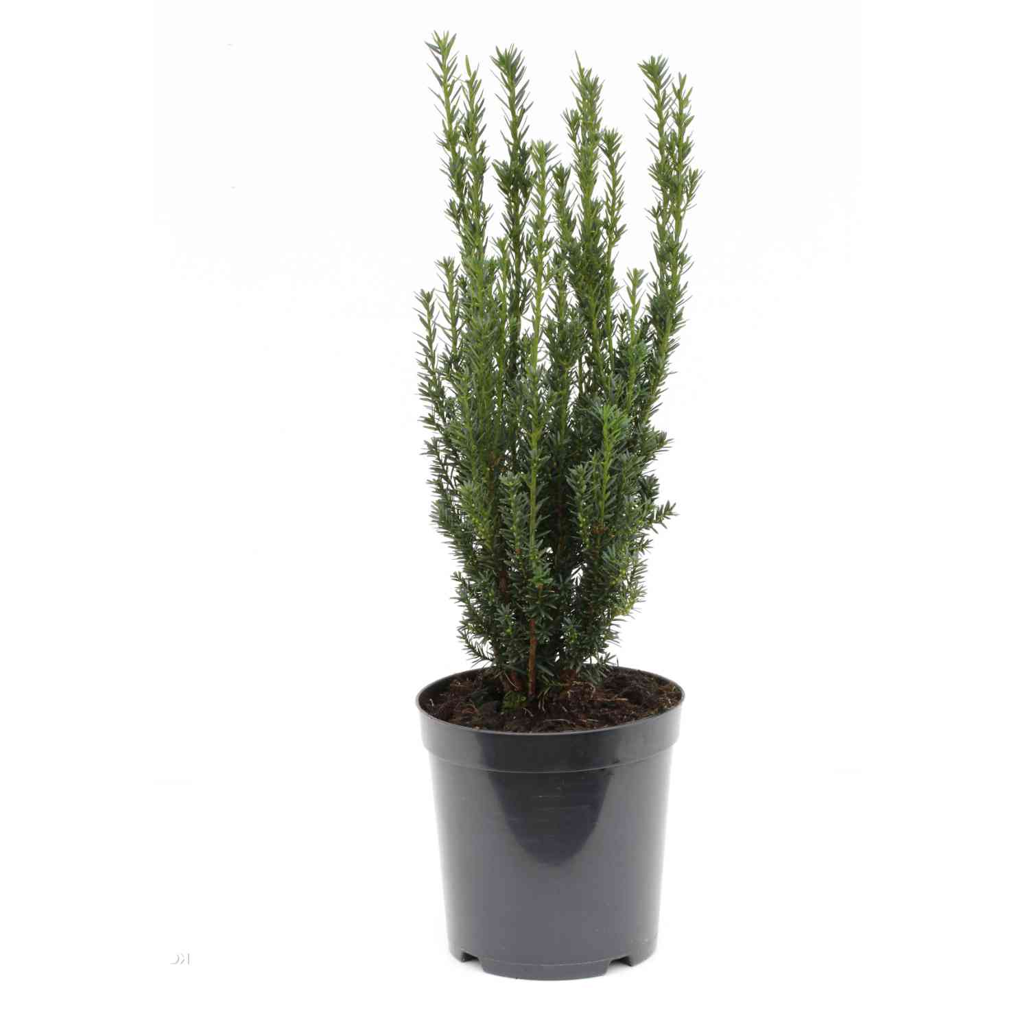 Eibe 'Hillii'