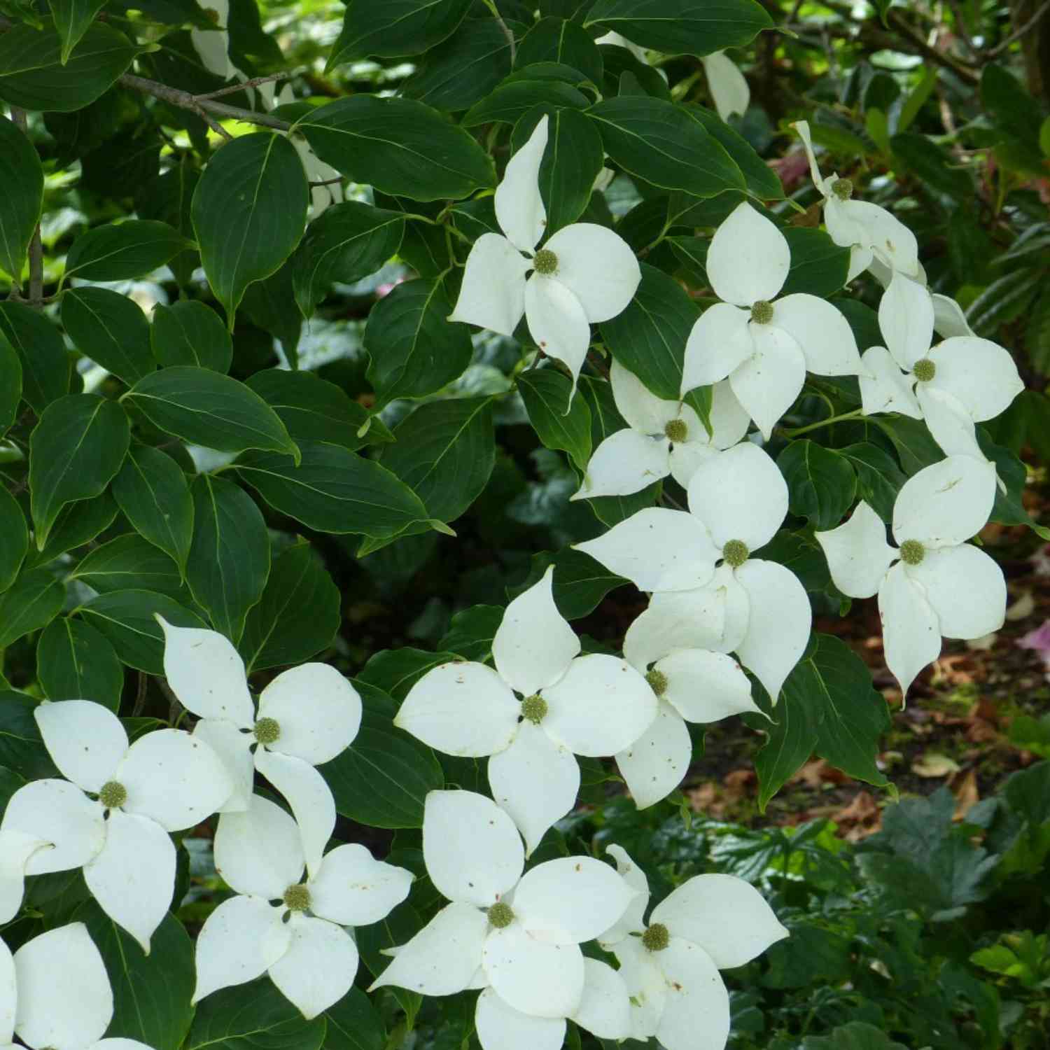 Blumen-Hartriegel 'China Girl' Blumen-Hartriegel 'China Girl'