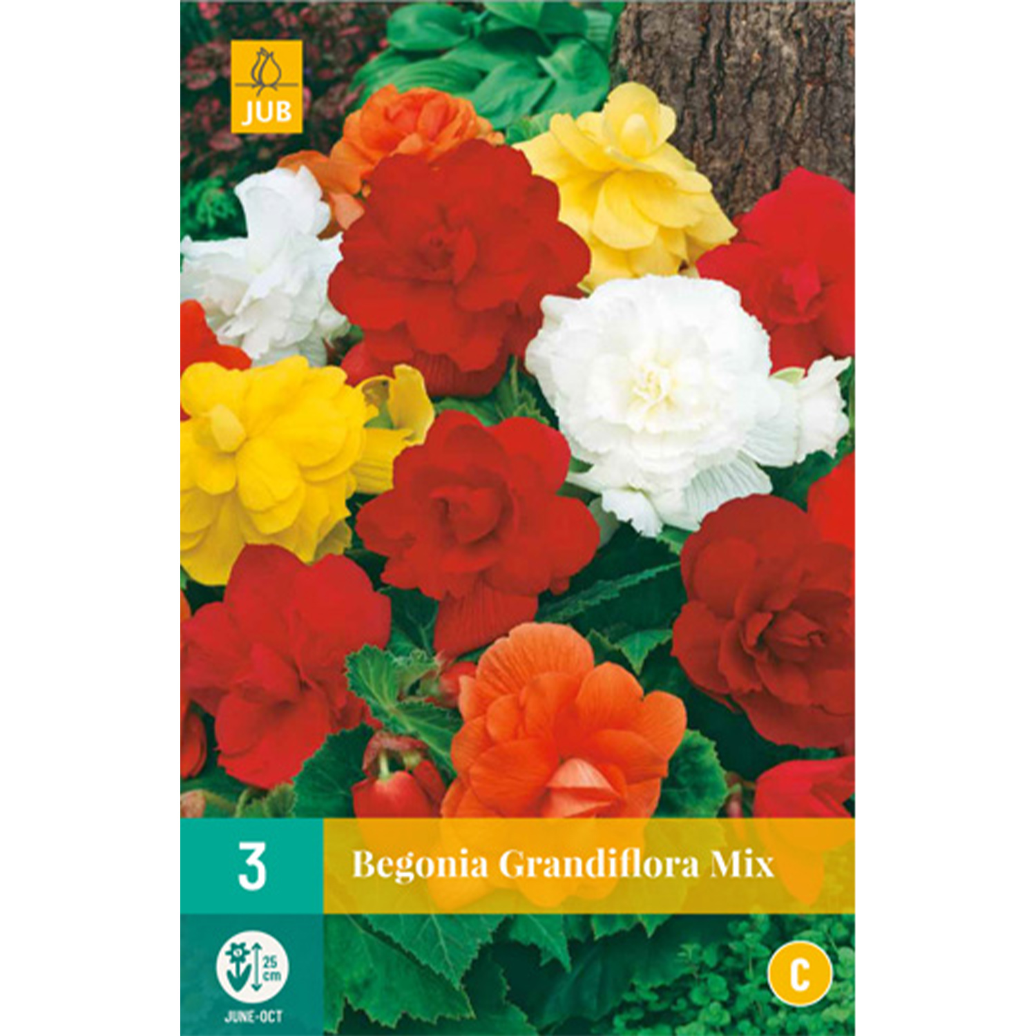 Begonie 'Grandiflora Mischung' - 3 Stück Liefergröße: Knollengröße 4-5 cm